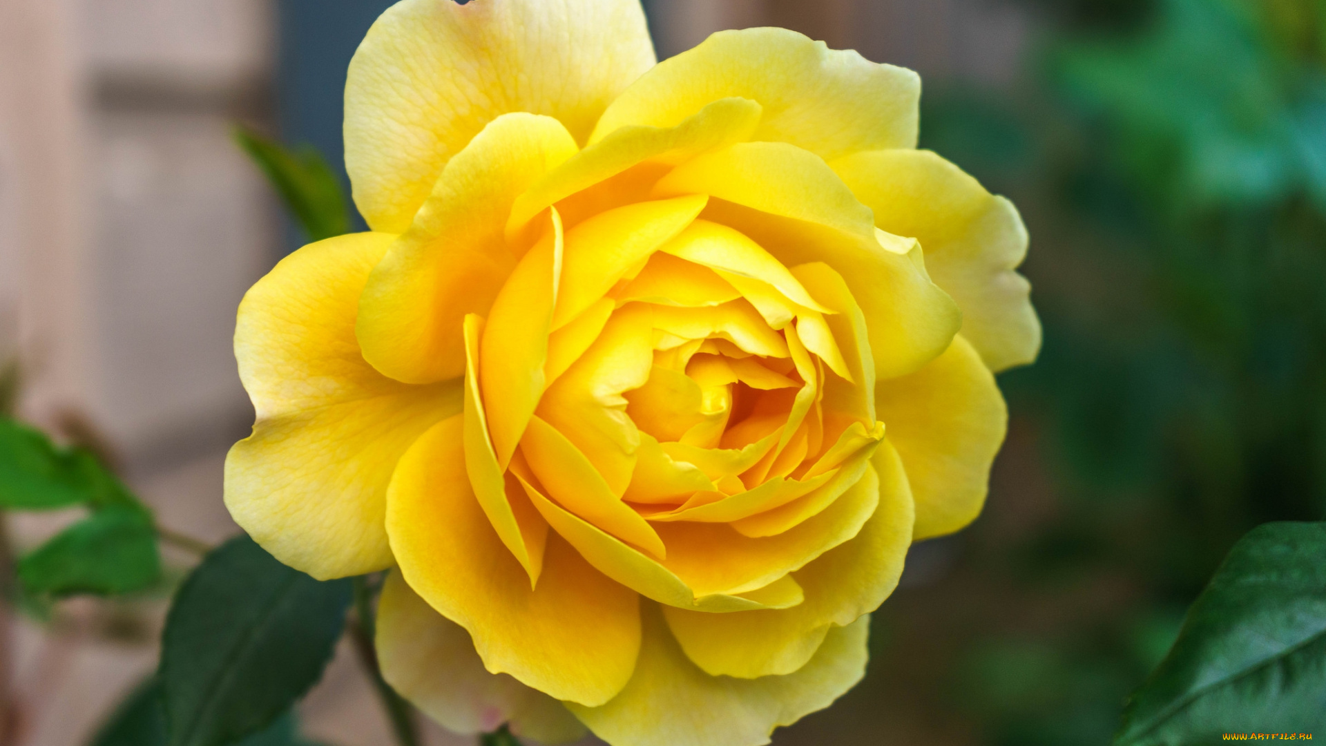 цветы, розы, цветок