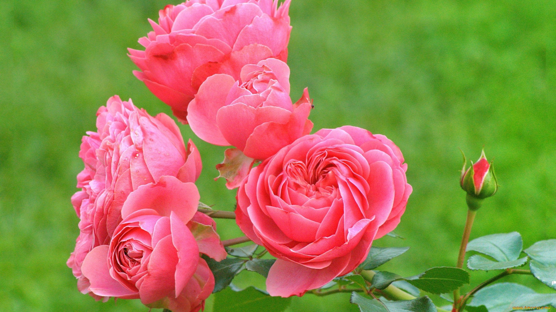 цветы, розы, цветок