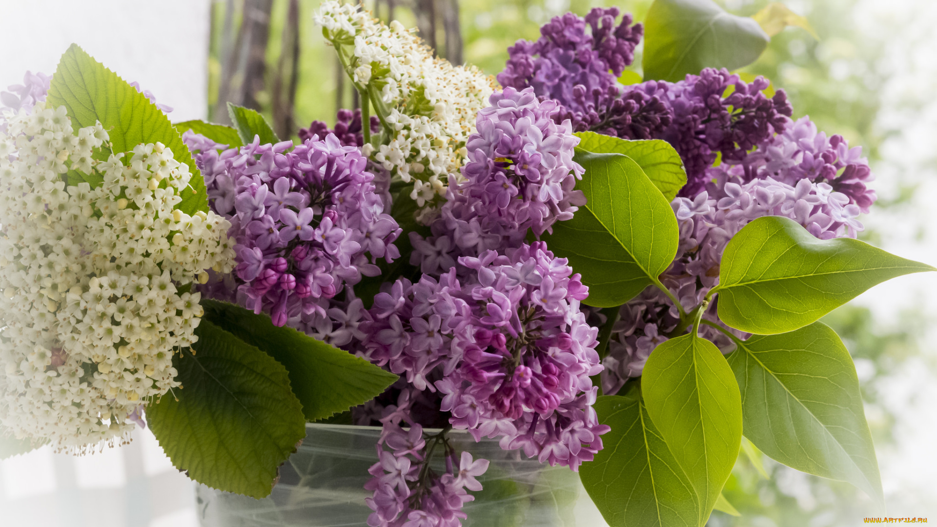 цветы, сирень, цветок