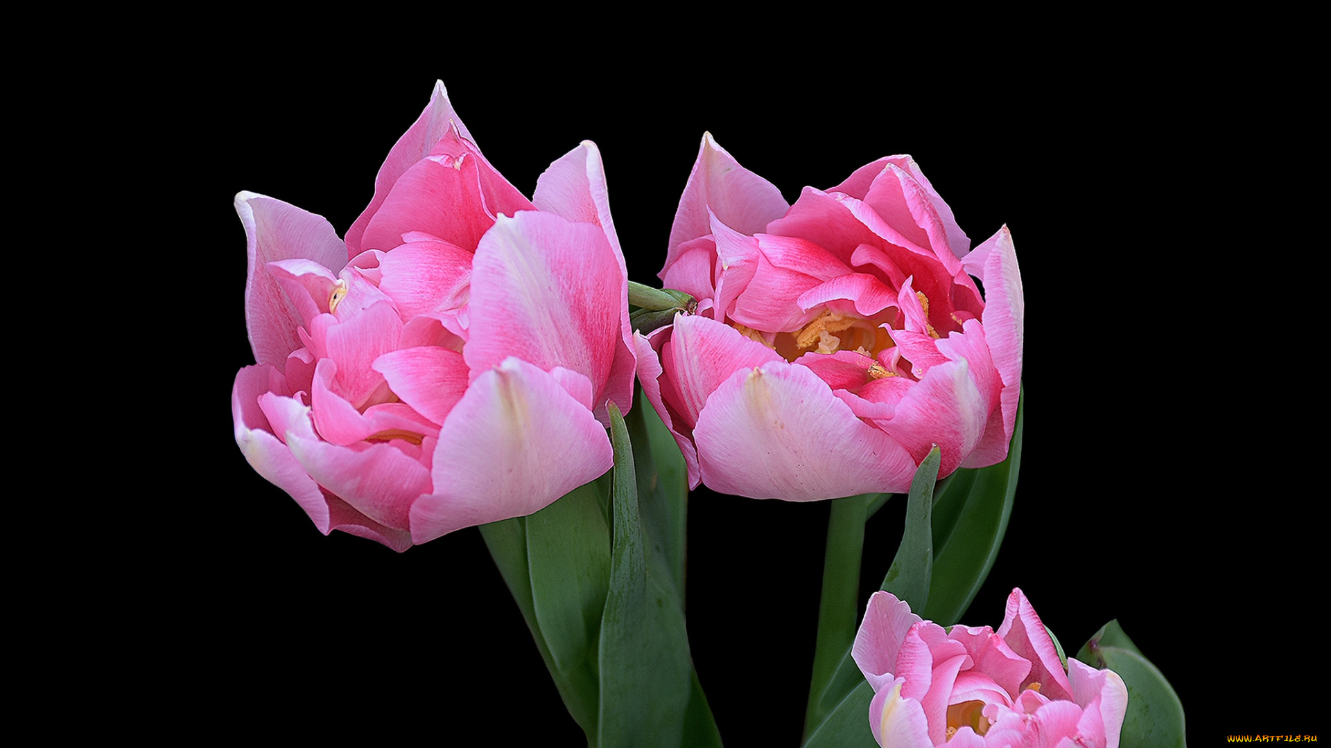 цветы, тюльпаны, цветок