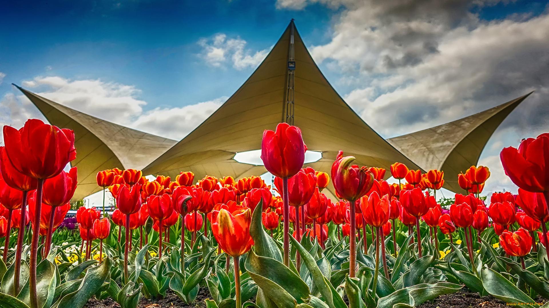 цветы, тюльпаны, цветок