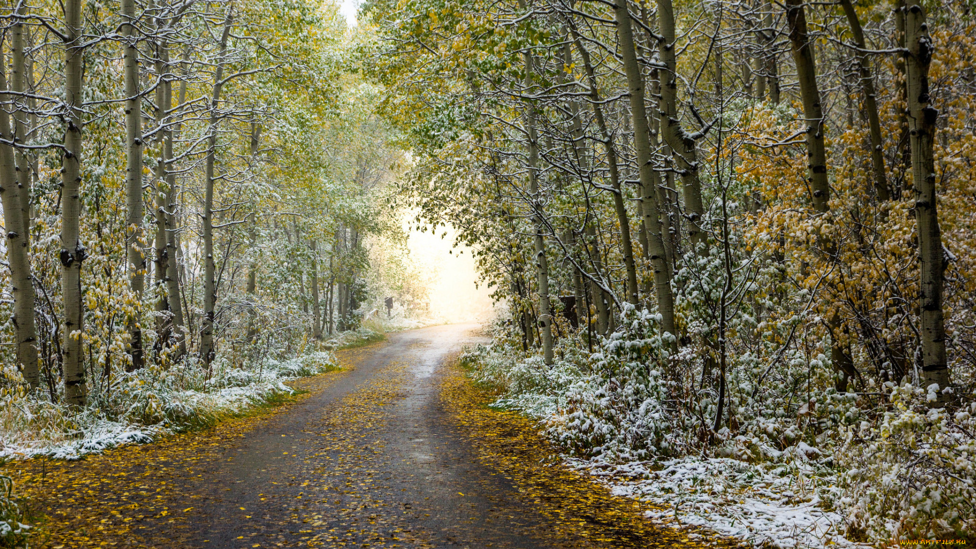 природа, дороги, аллея