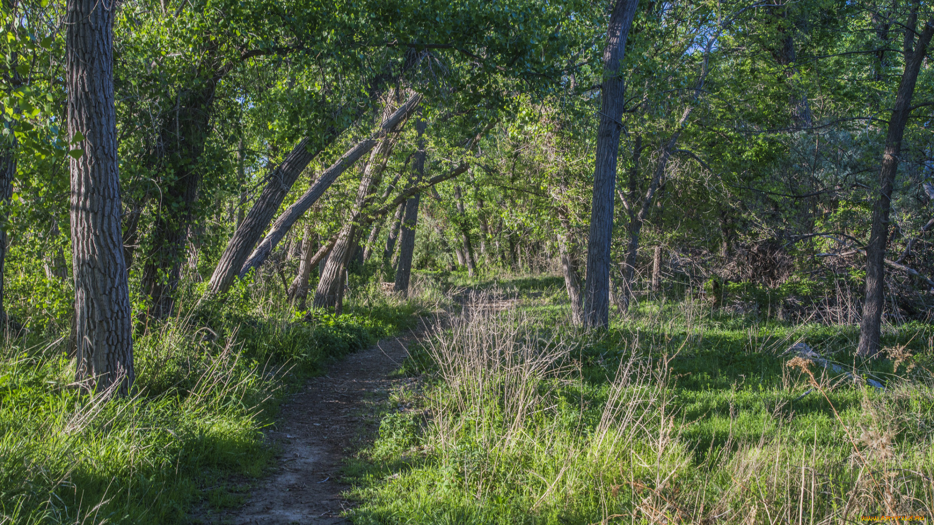 природа, дороги, тракт