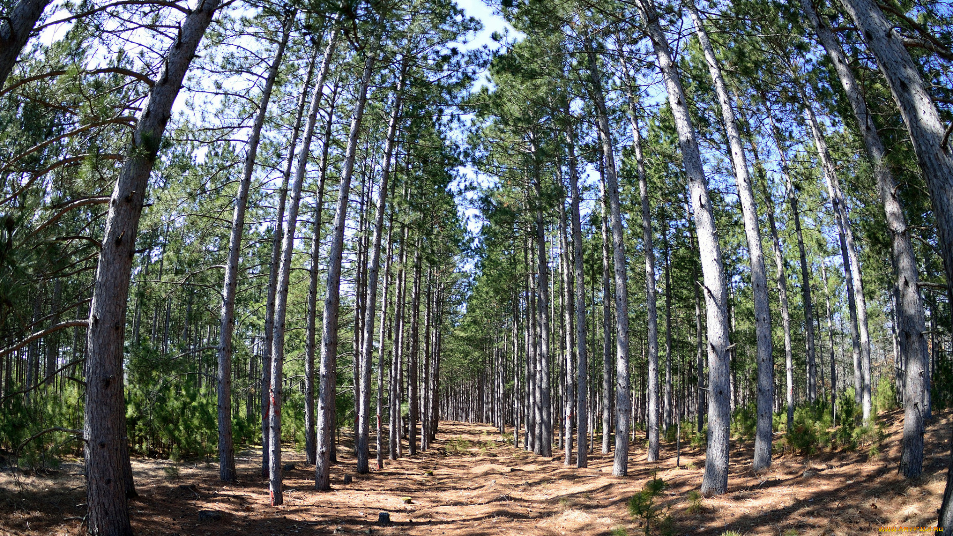 природа, лес, деревья