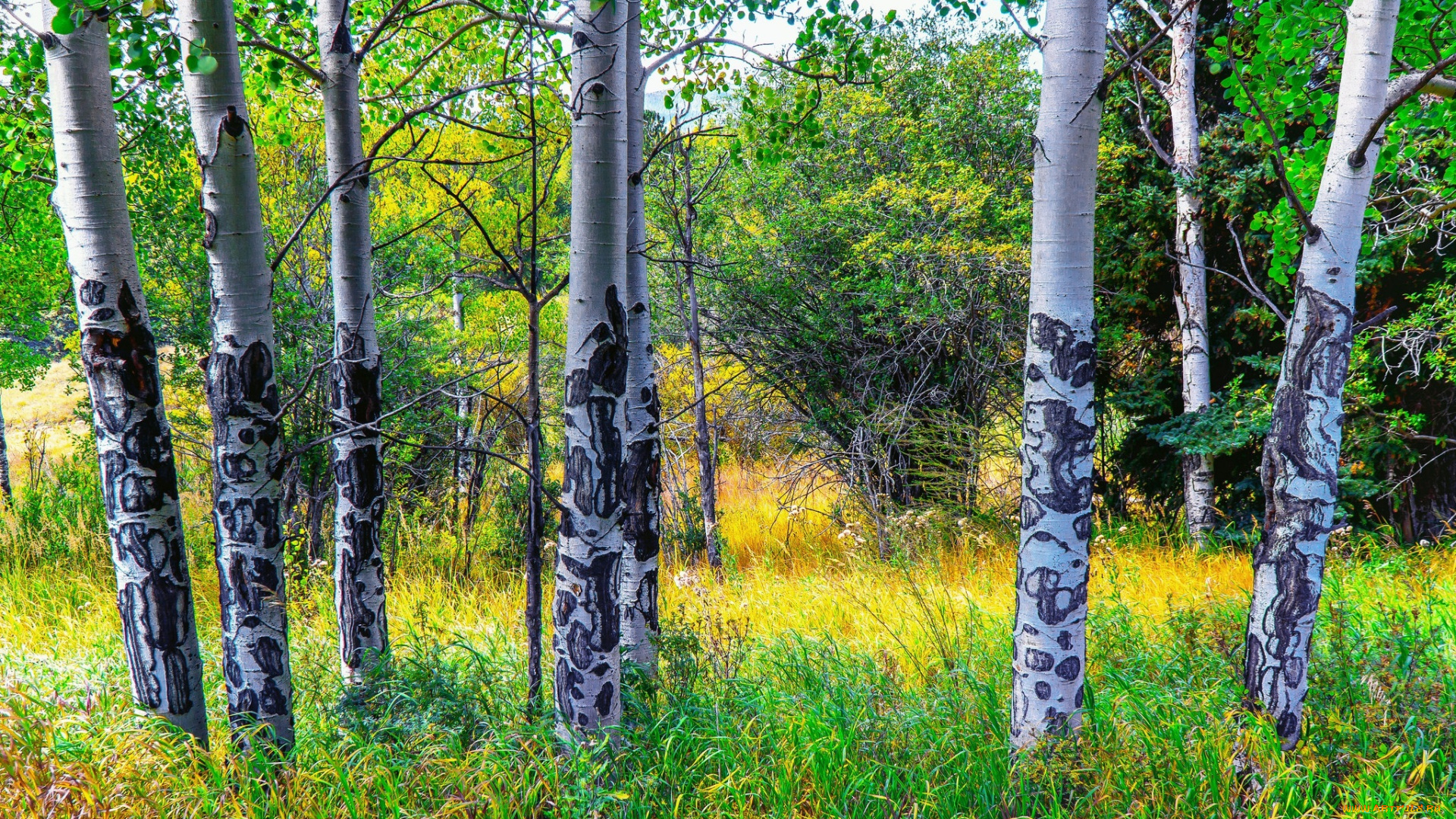 природа, лес, деревья