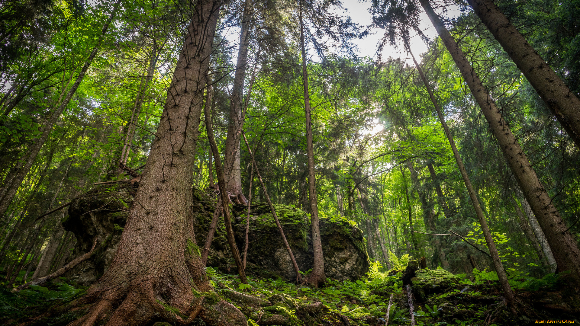 природа, лес, деревья