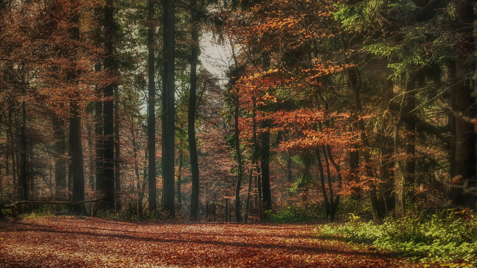 природа, лес, деревья