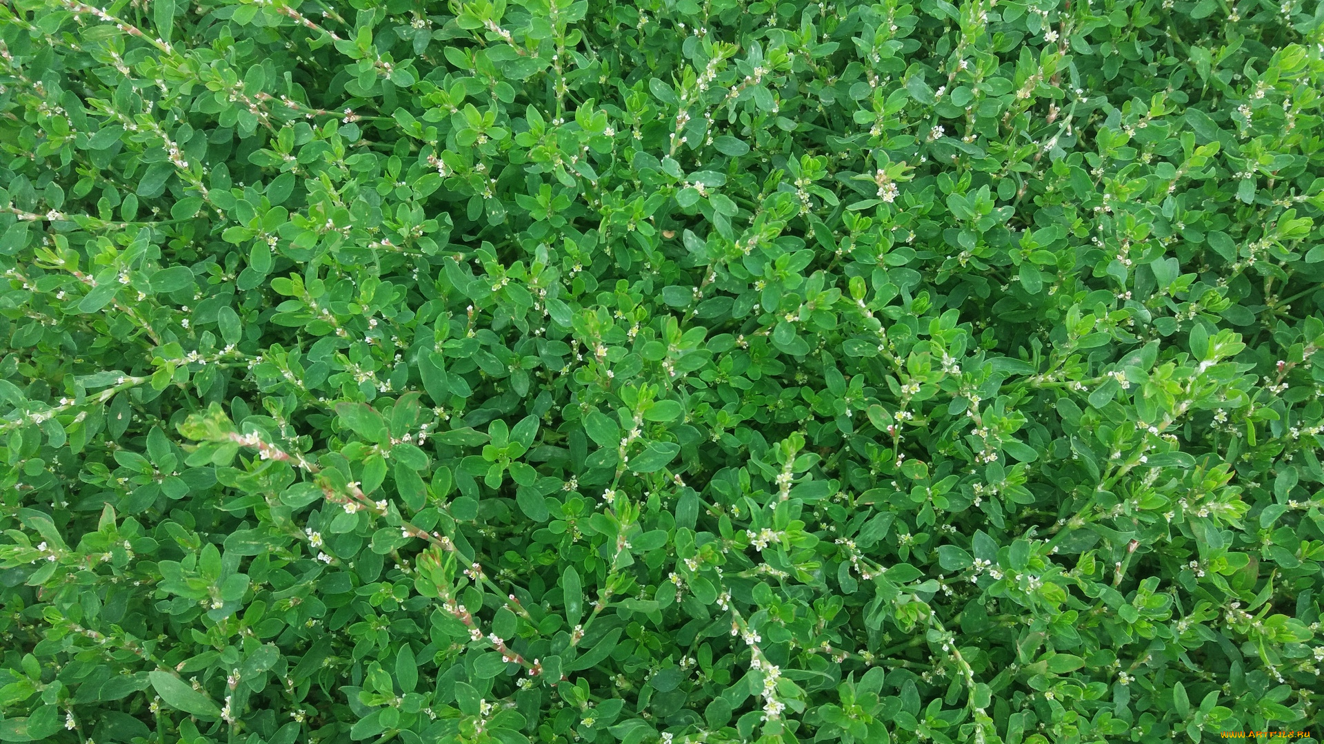 природа, листья, лето