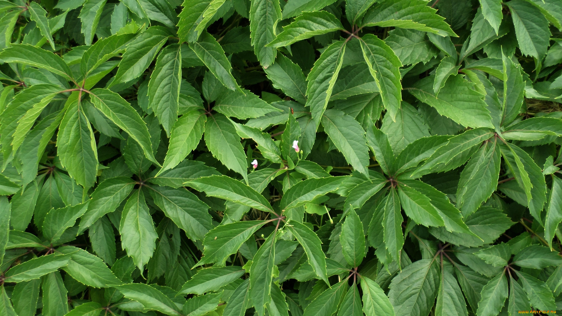 природа, листья, лето