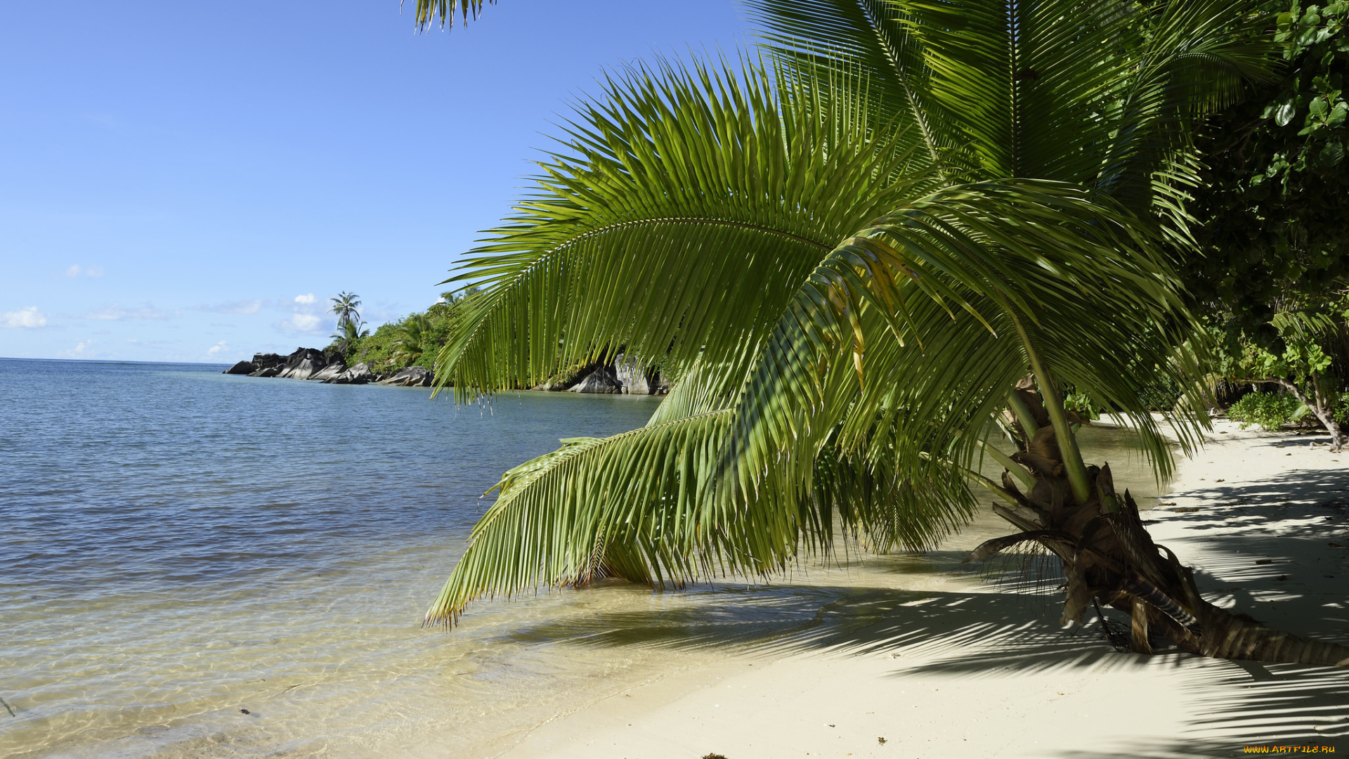 природа, побережье, пейзаж, песок, пальма, вода