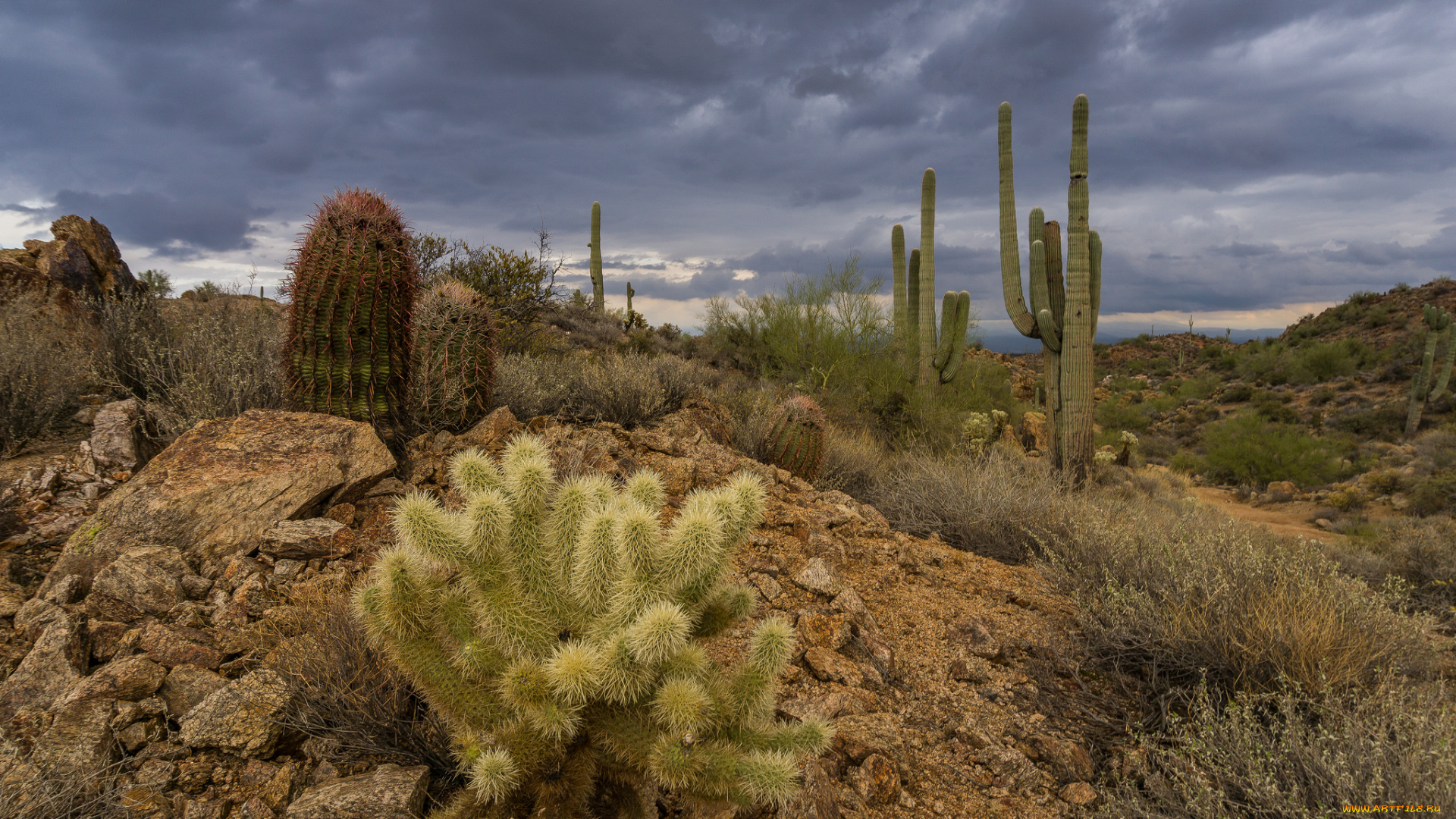 природа, пустыни, простор