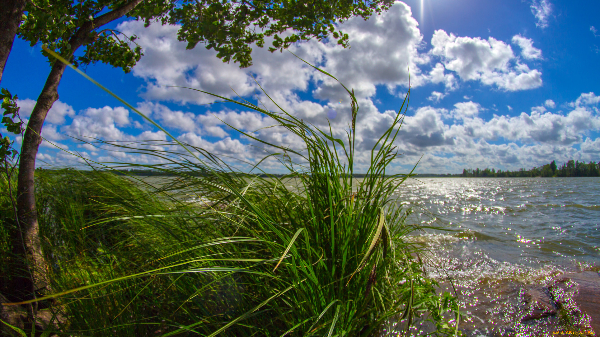 природа, реки, озера, лес, река