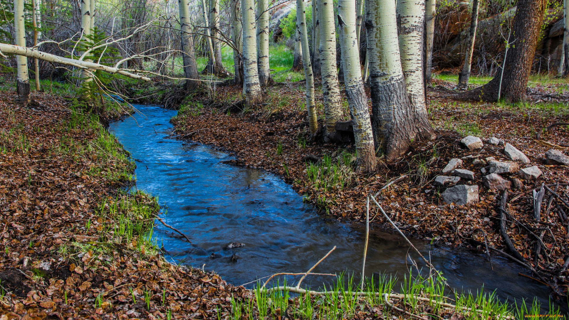 природа, реки, озера, река, лес