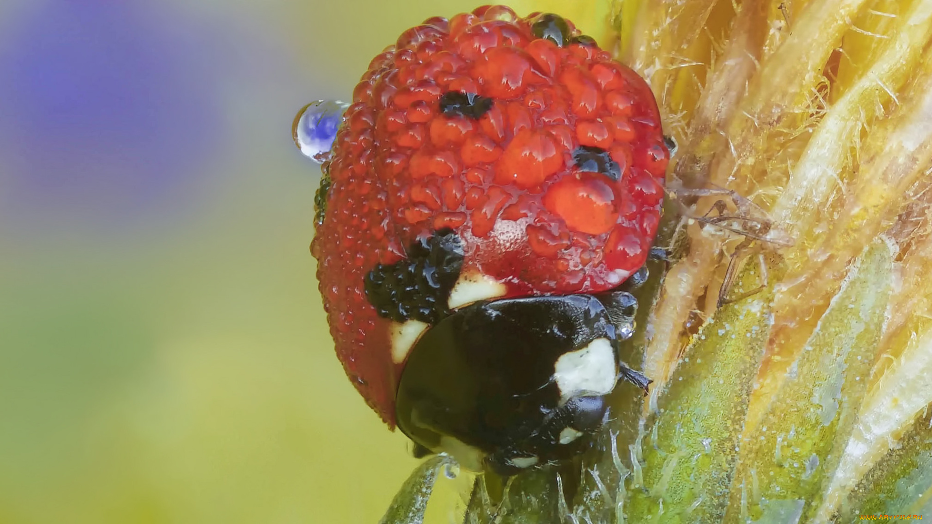 животные, божьи, коровки, божья, коровка, капли, макро