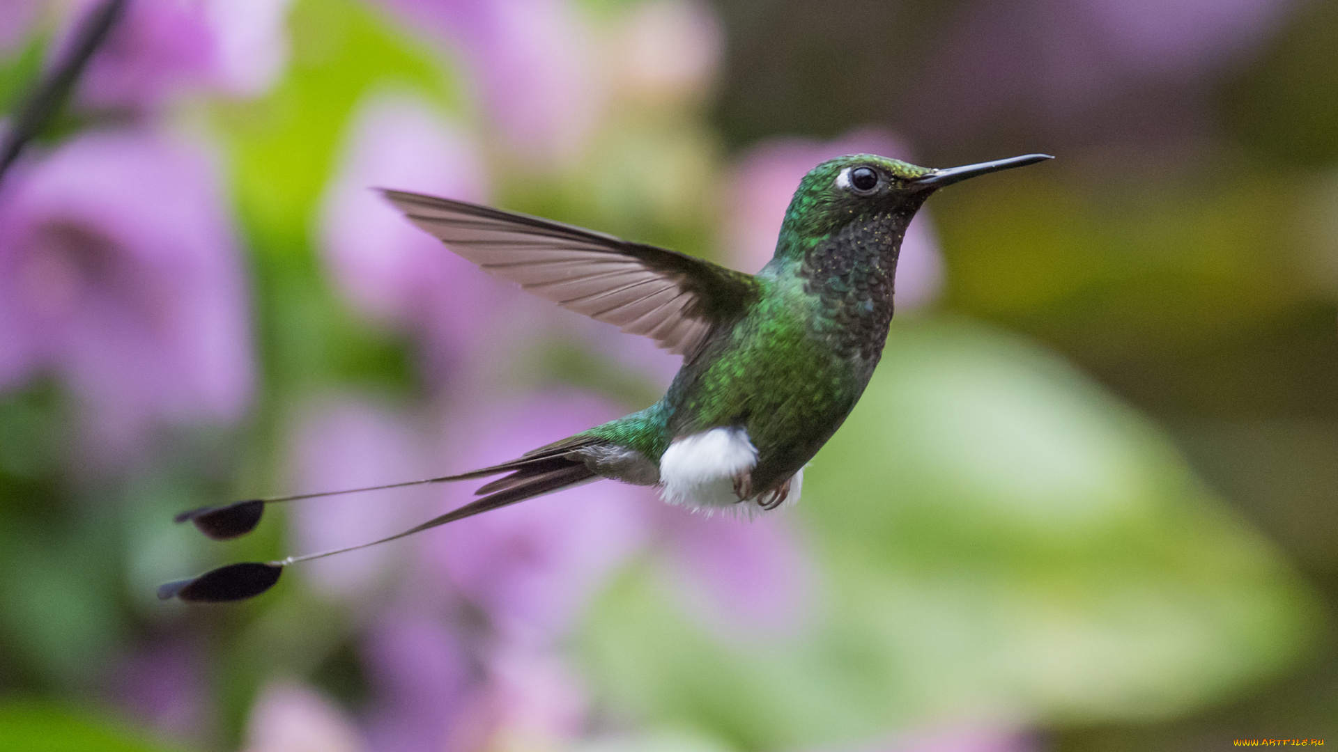 животные, колибри, птица, перья, окрас
