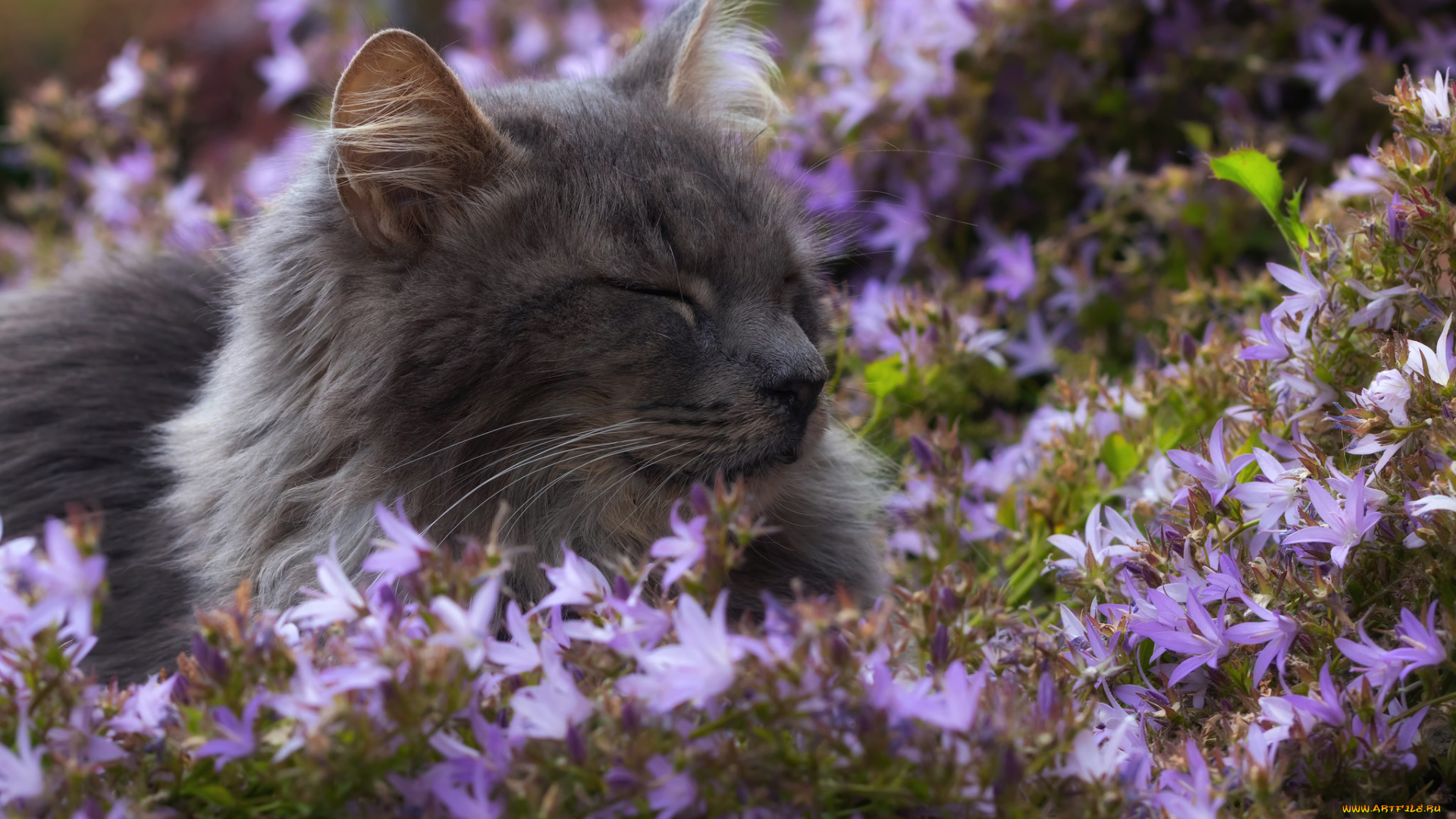 животные, коты, кот, кошка, взгляд