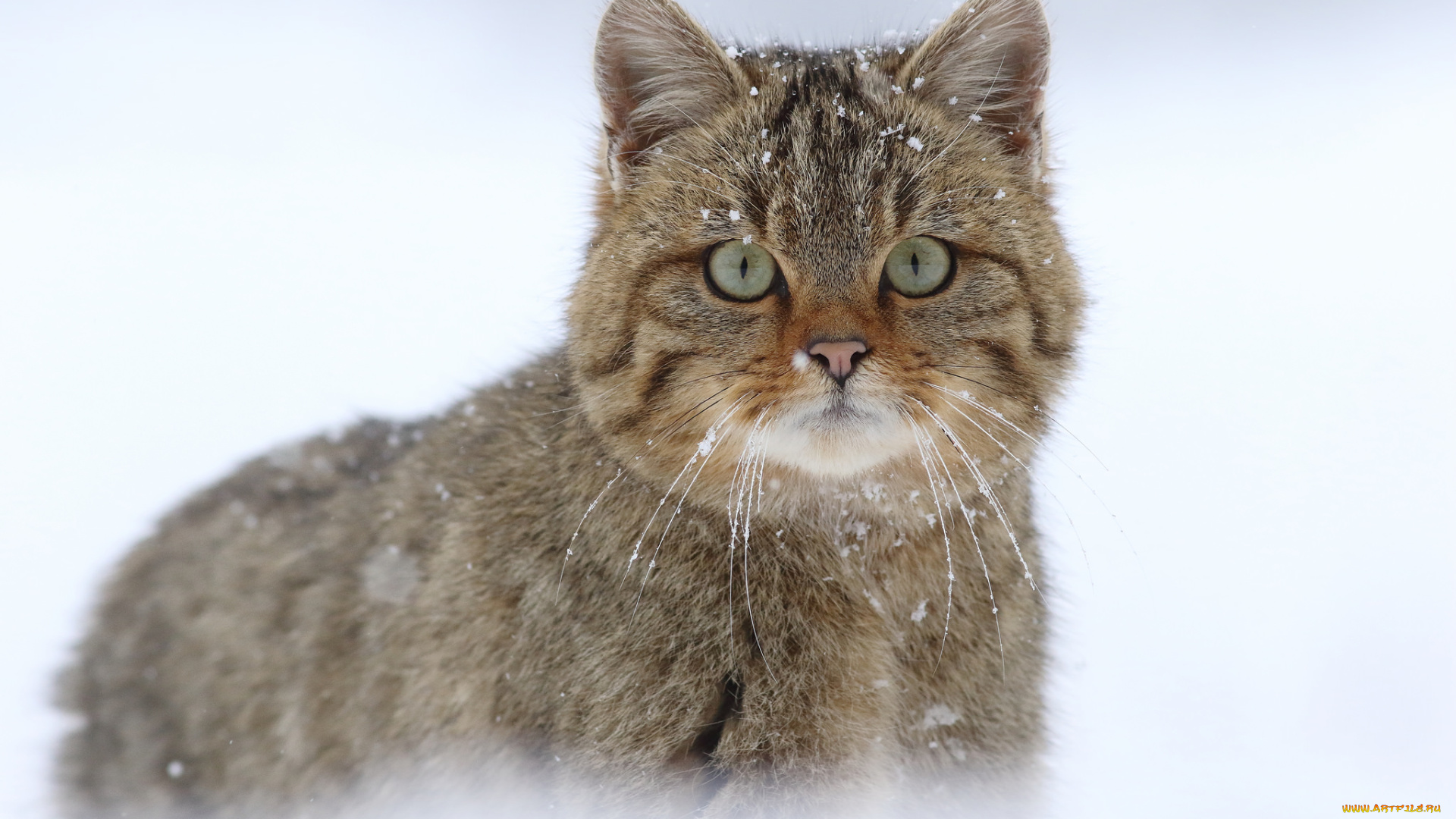 животные, коты, кот, забавный, пушистый, ушки, усики