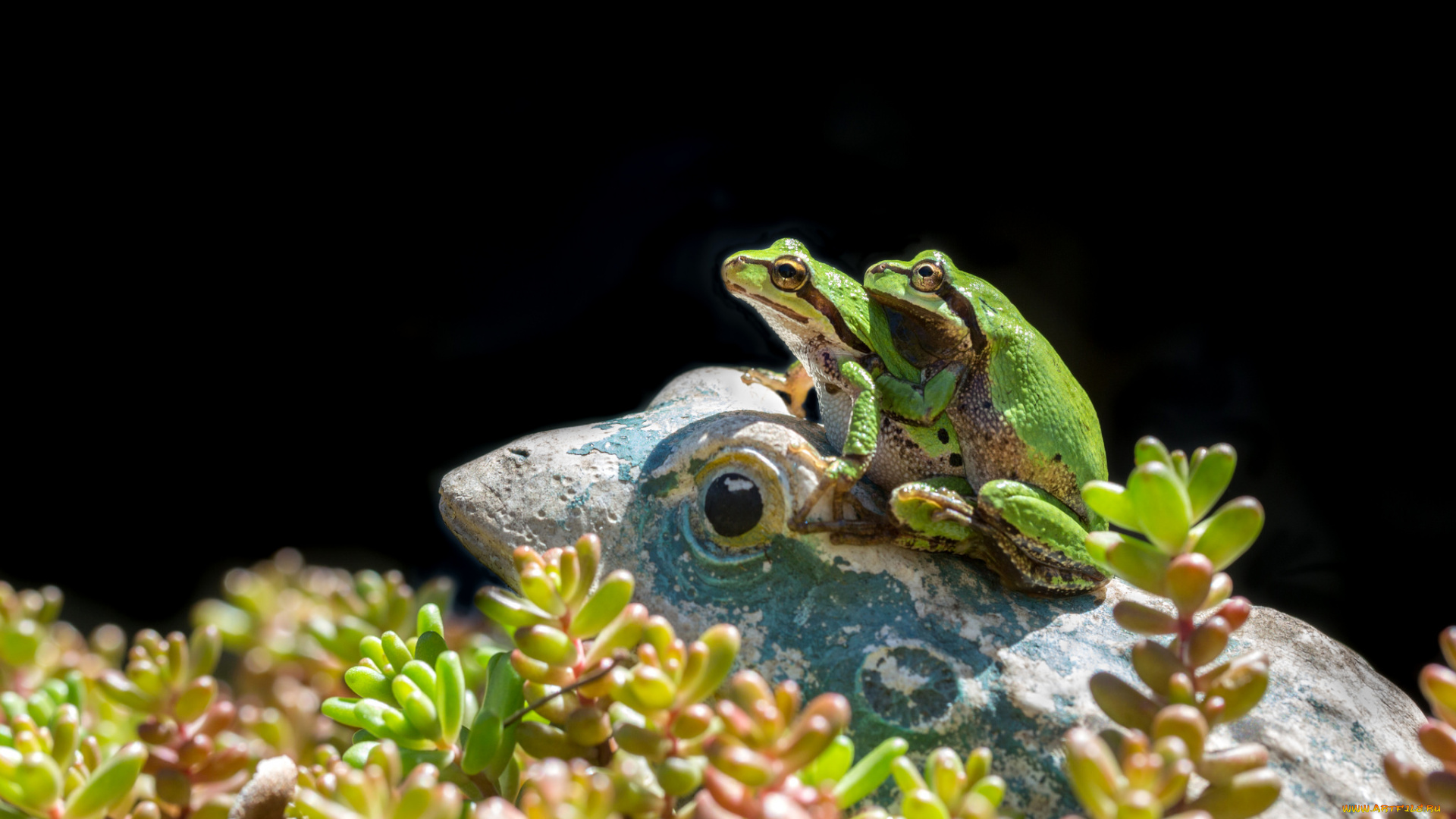 животные, лягушки, природа, окрас, лягушка