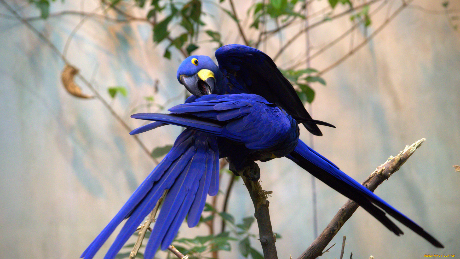 животные, попугаи, перья, окрас, птица, забавная