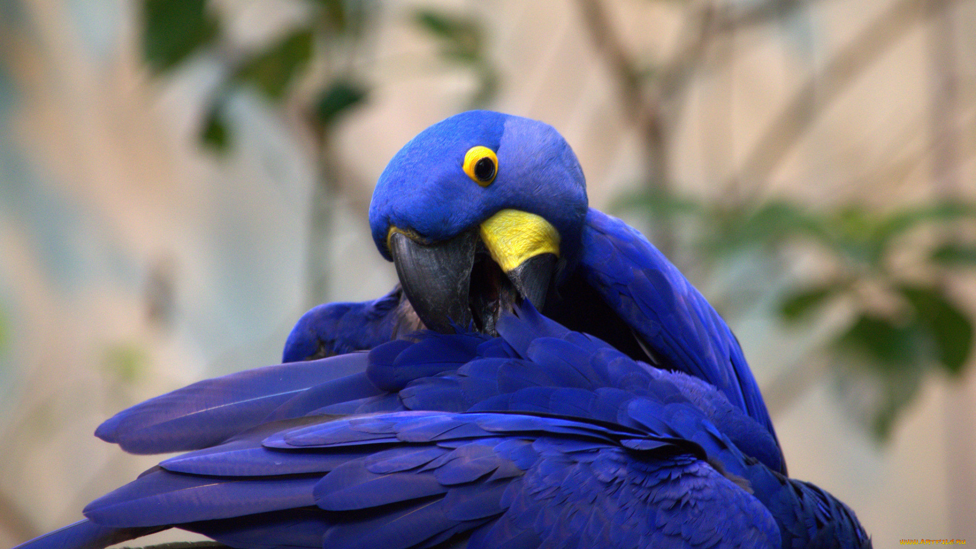 животные, попугаи, забавная, перья, окрас, птица