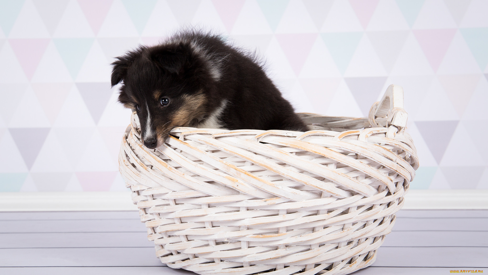 животные, собаки, собака, шерсть, порода, окрас, животное