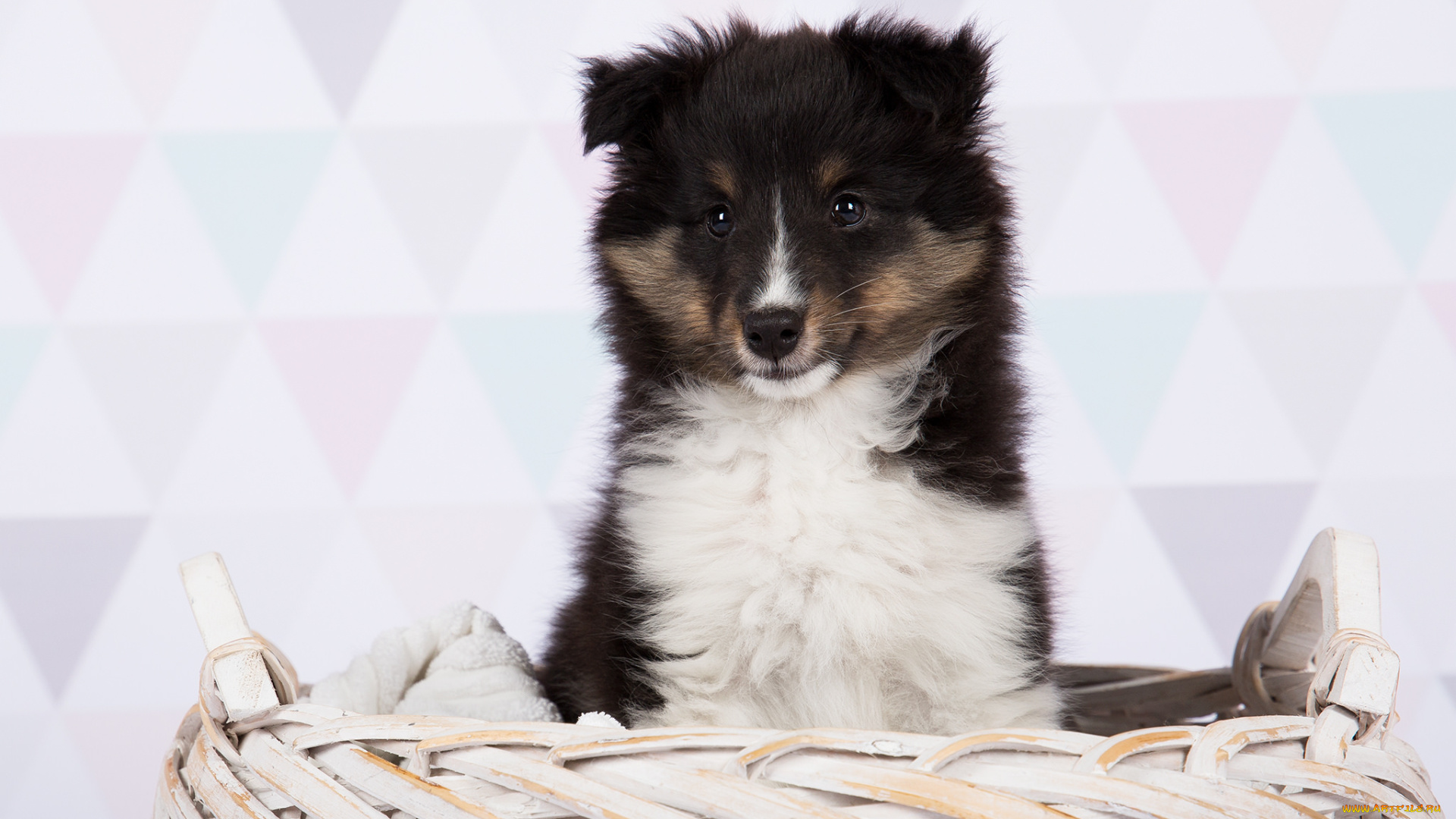 животные, собаки, собака, животное, шерсть, порода, окрас