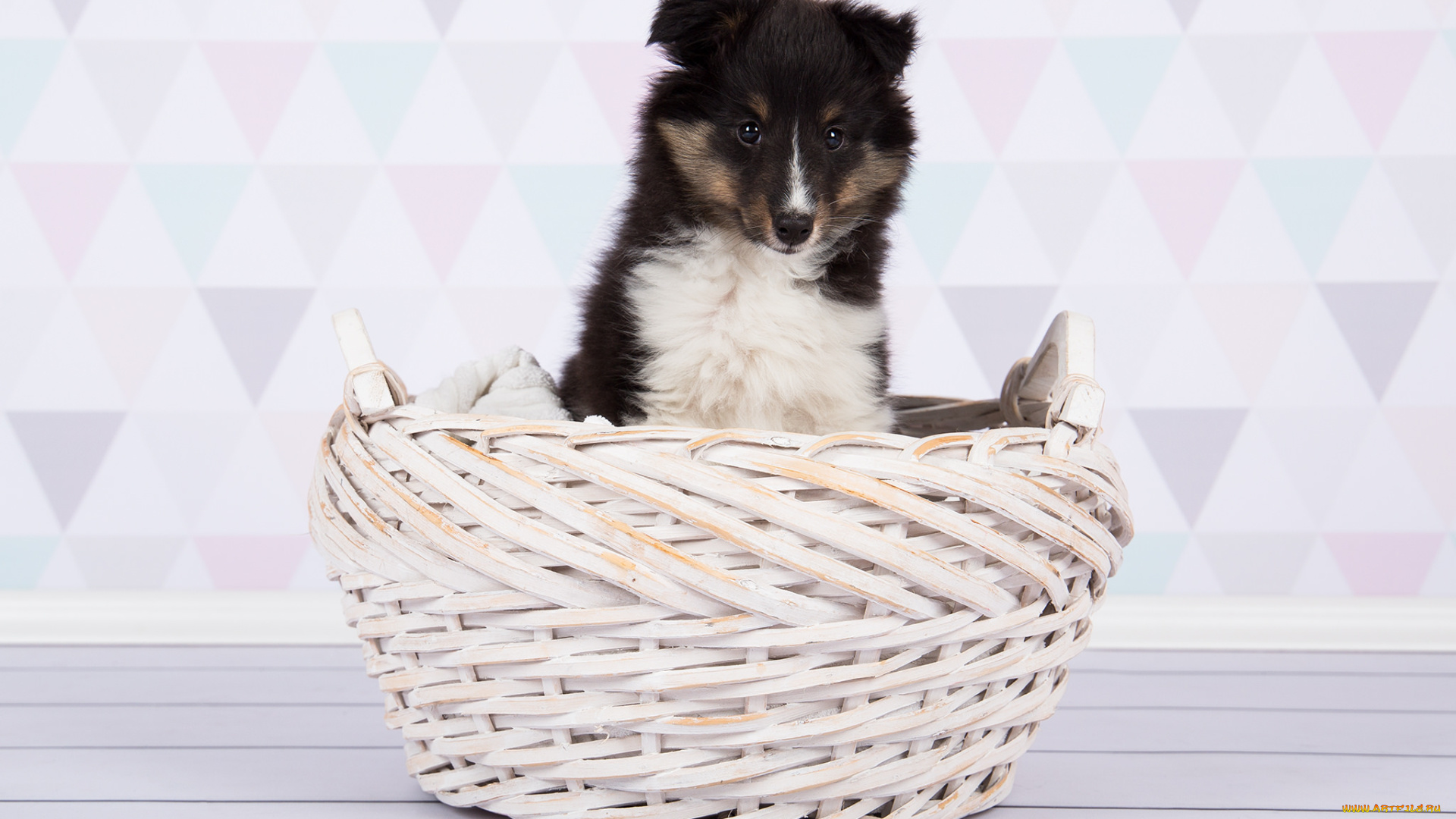 животные, собаки, животное, порода, шерсть, собака, окрас