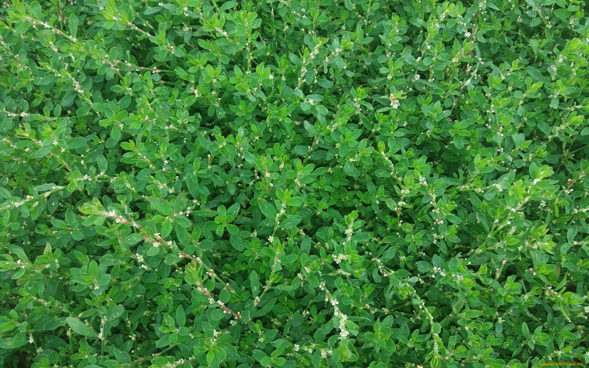 природа, листья, лето