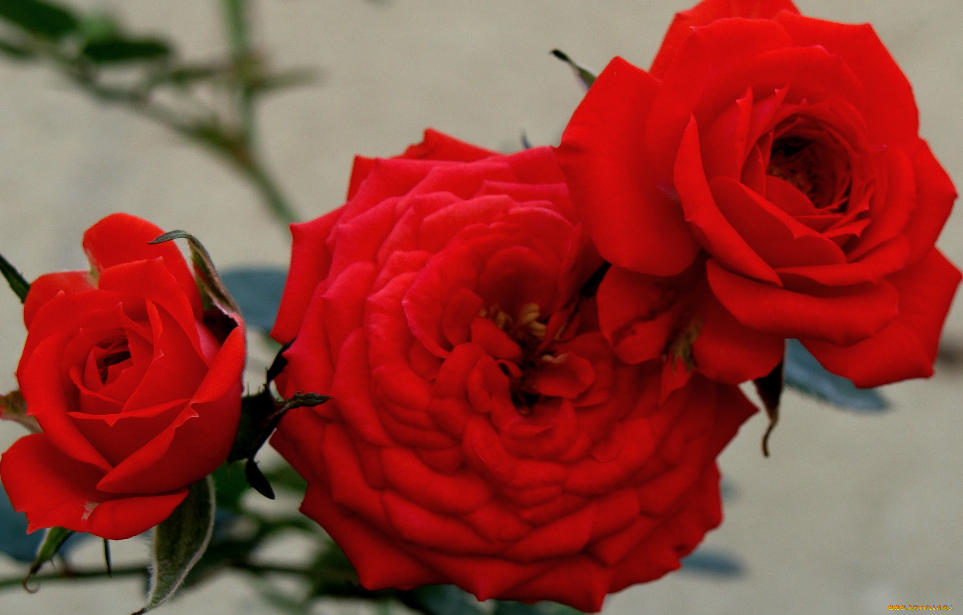 цветы, розы, bud, rose, blossoms, leaves, роза, petals, цветение, листья, лепестки, бутон