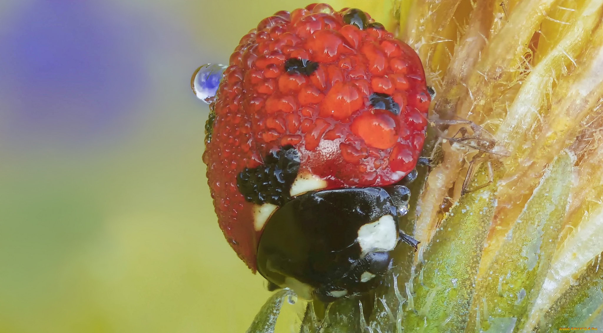животные, божьи, коровки, божья, коровка, капли, макро
