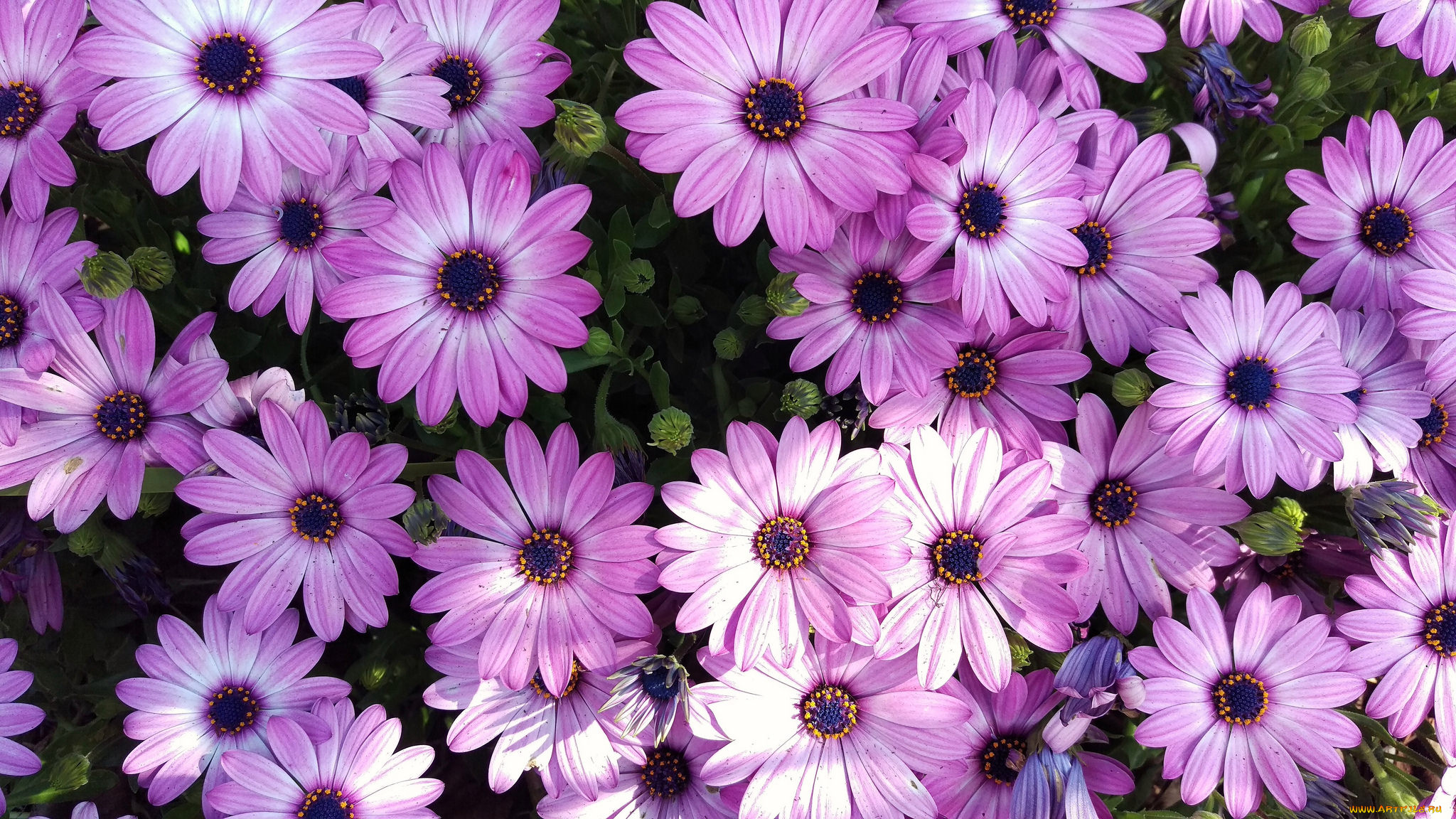 цветы, диморфотеки, цветок