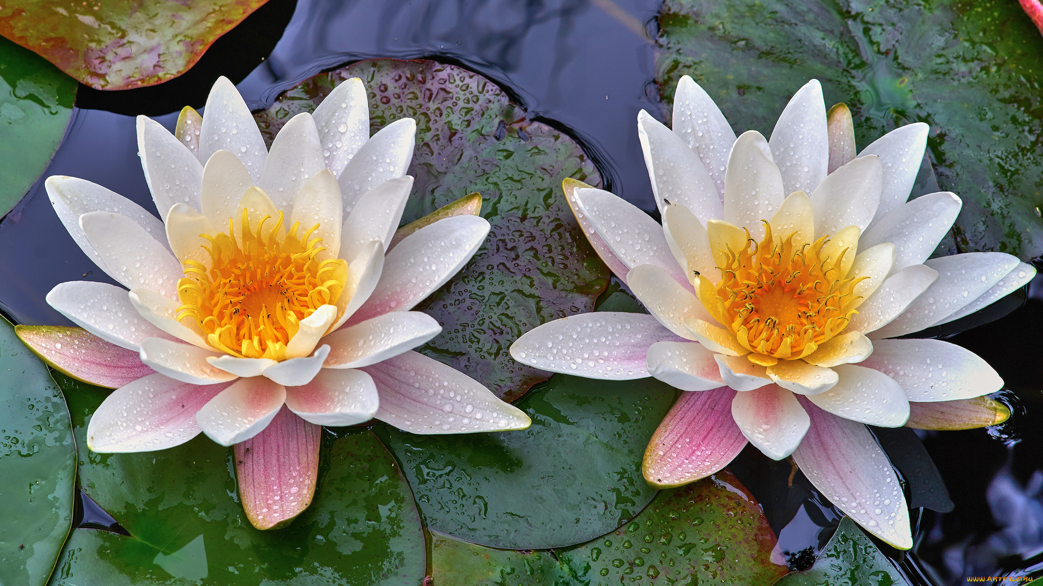 цветы, лилии, водяные, , нимфеи, , кувшинки, цветок