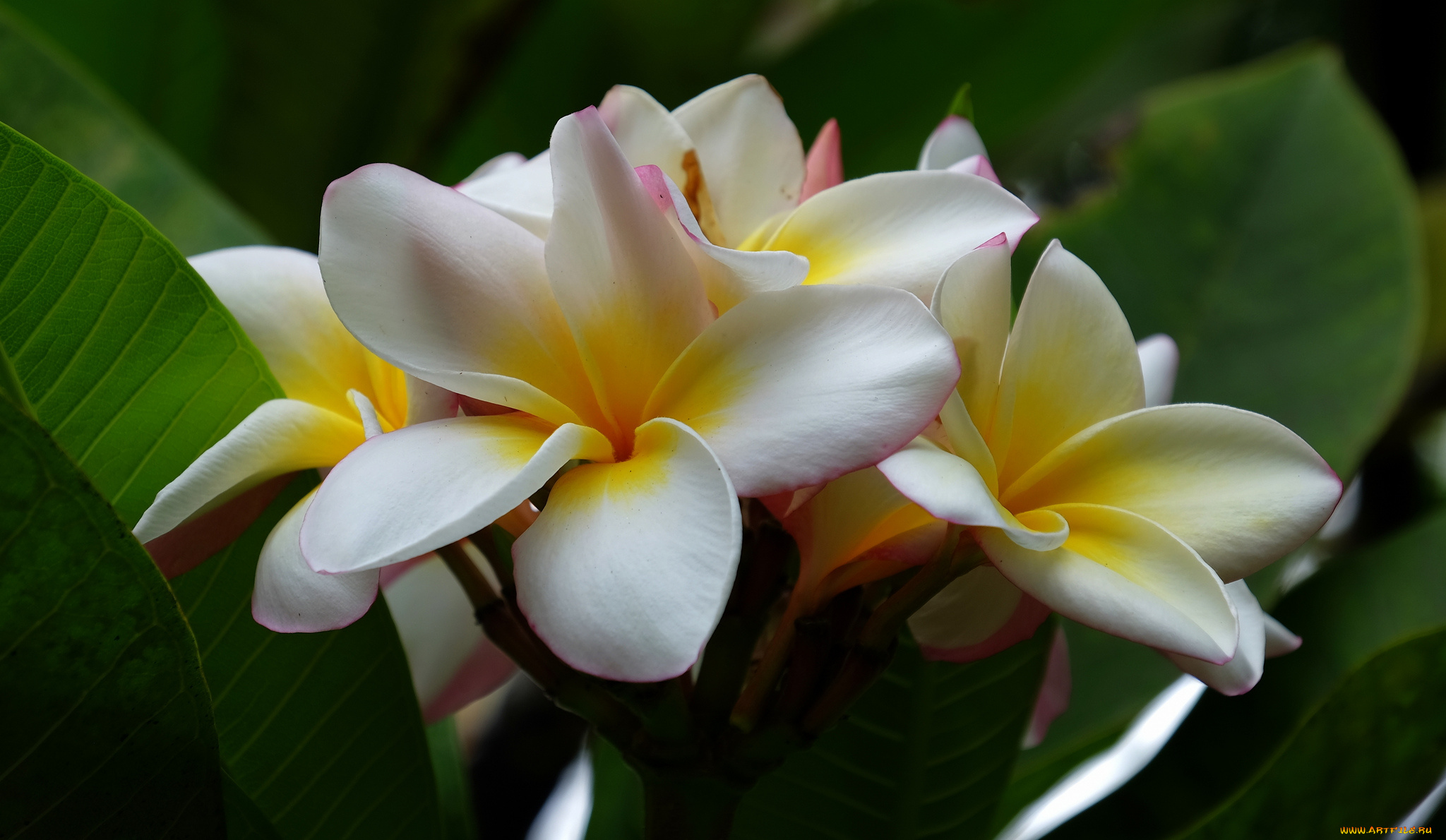 цветы, плюмерия, цветок