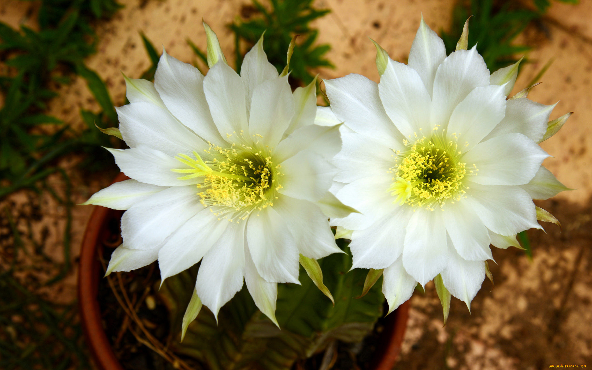 цветы, кактусы, цветок