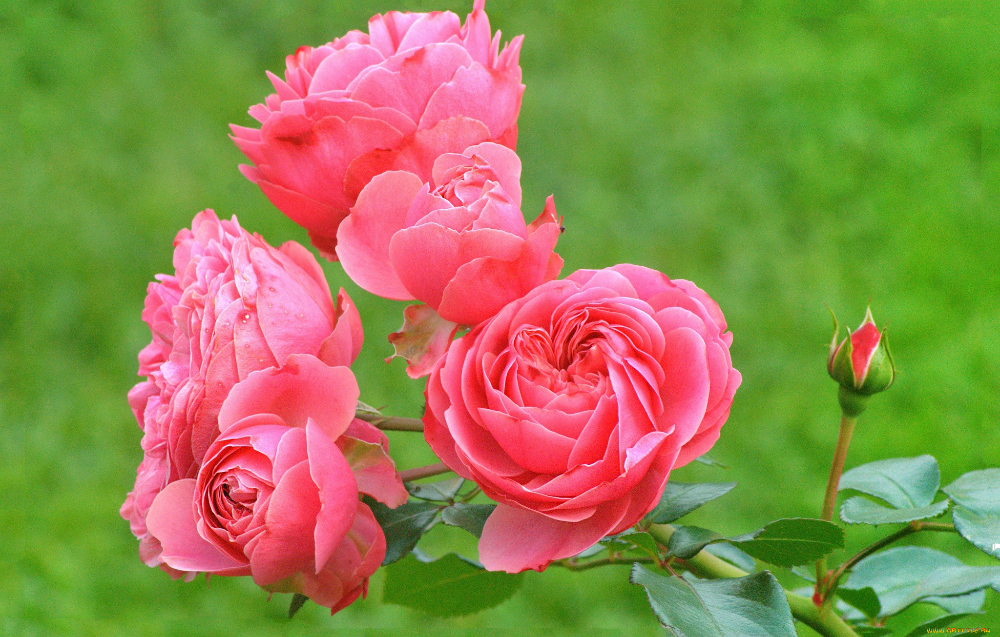 цветы, розы, цветок