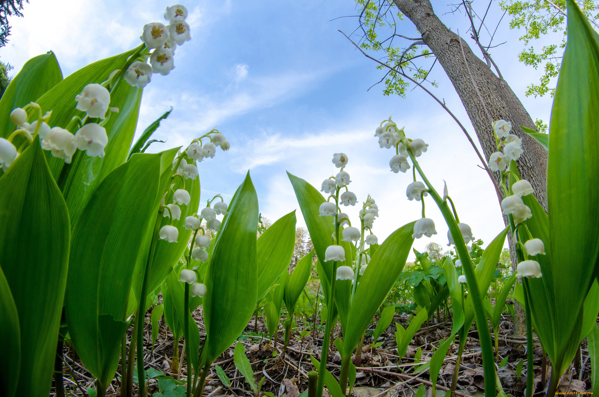 цветы, ландыши, цветок