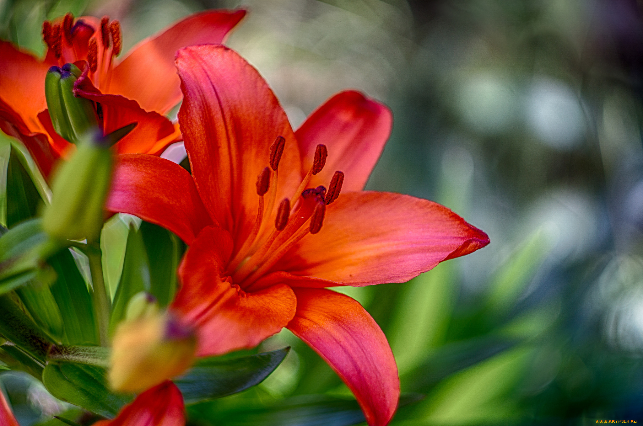 цветы, лилии, , лилейники, цветок