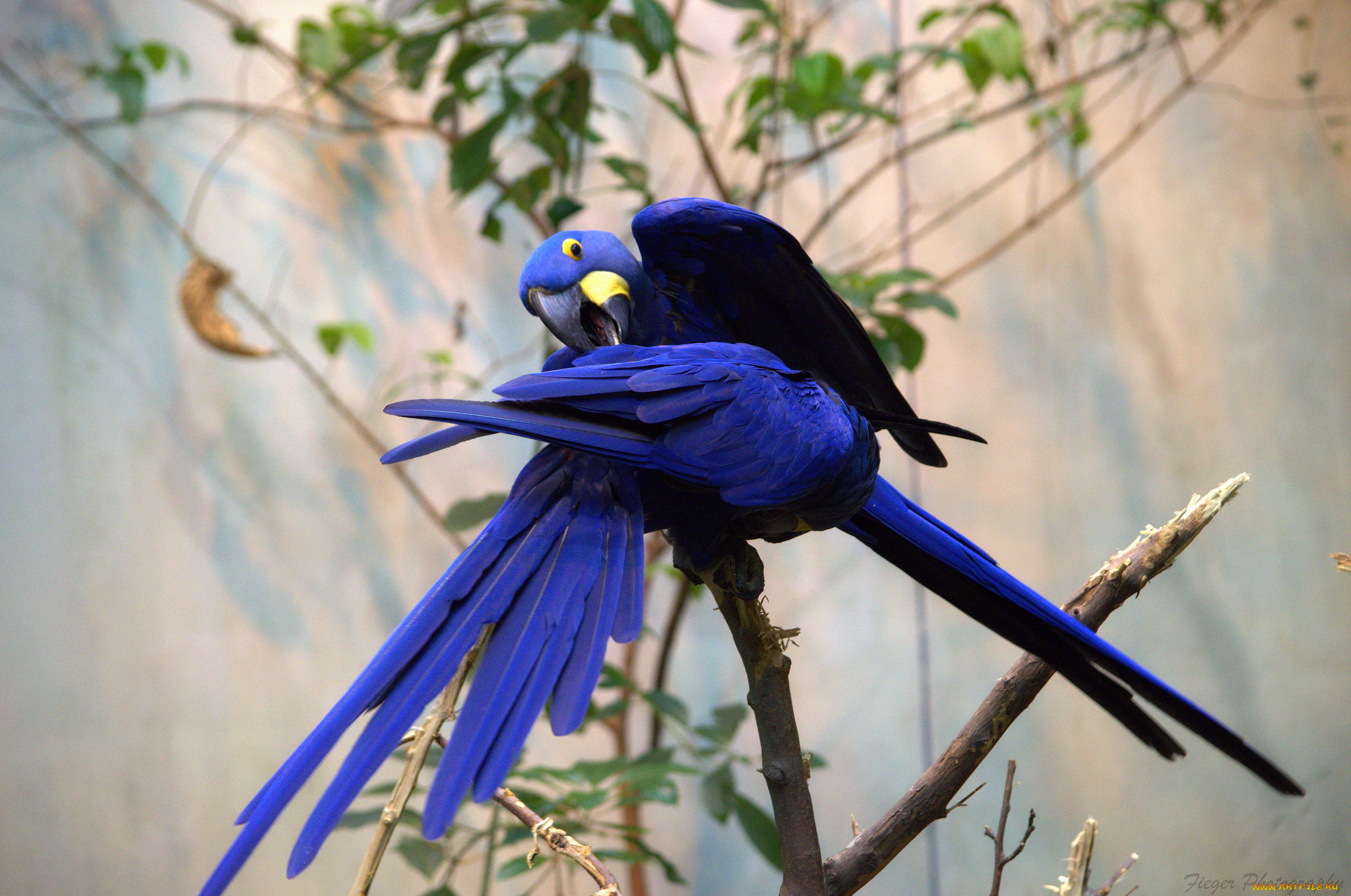 животные, попугаи, перья, окрас, птица, забавная