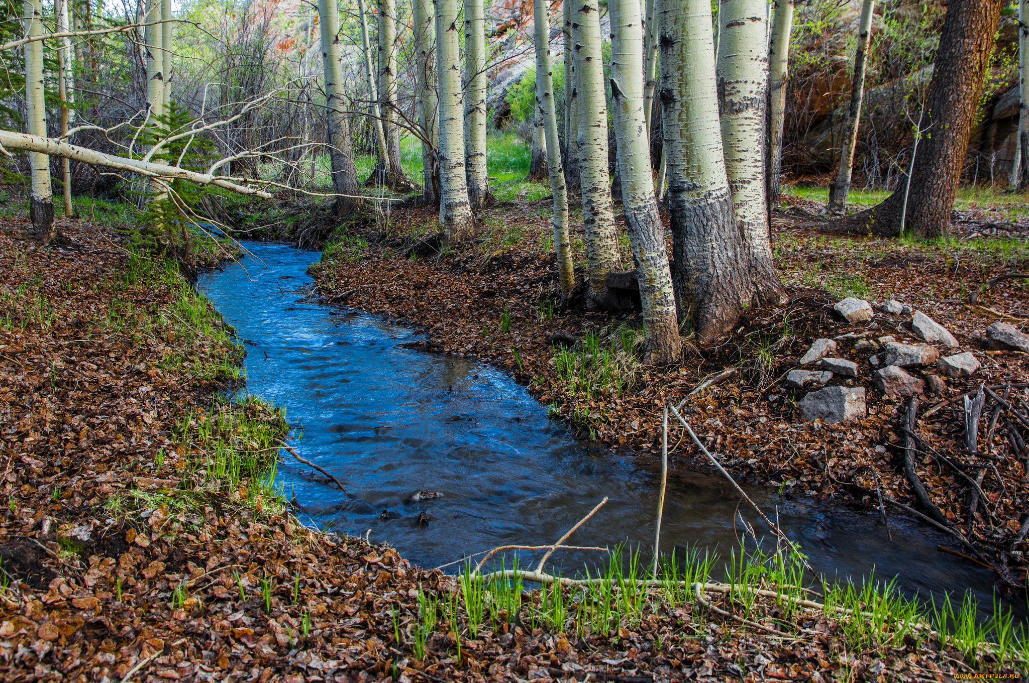 природа, реки, озера, река, лес