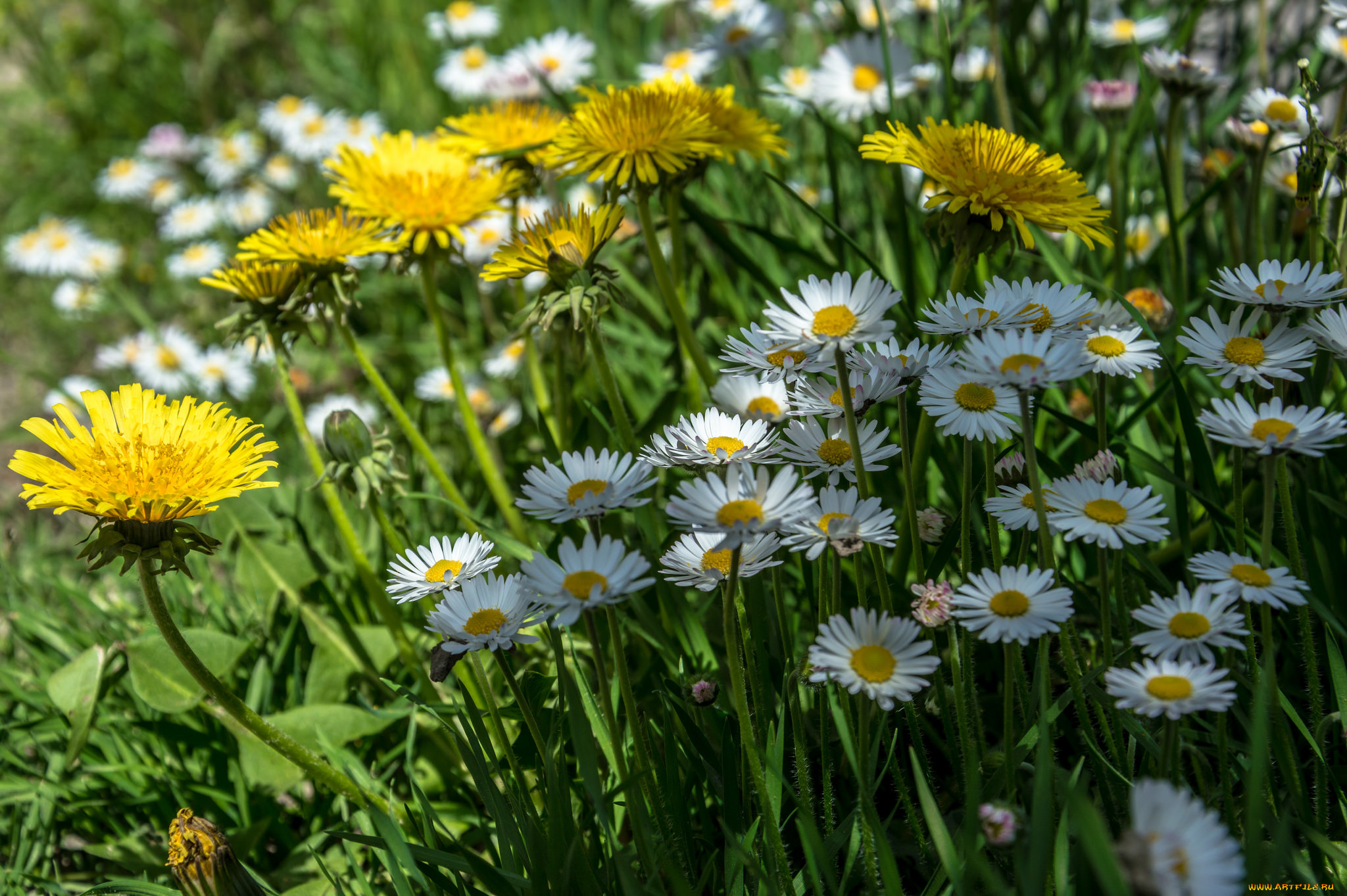 цветы, луговые, , полевые, , цветы, цветок