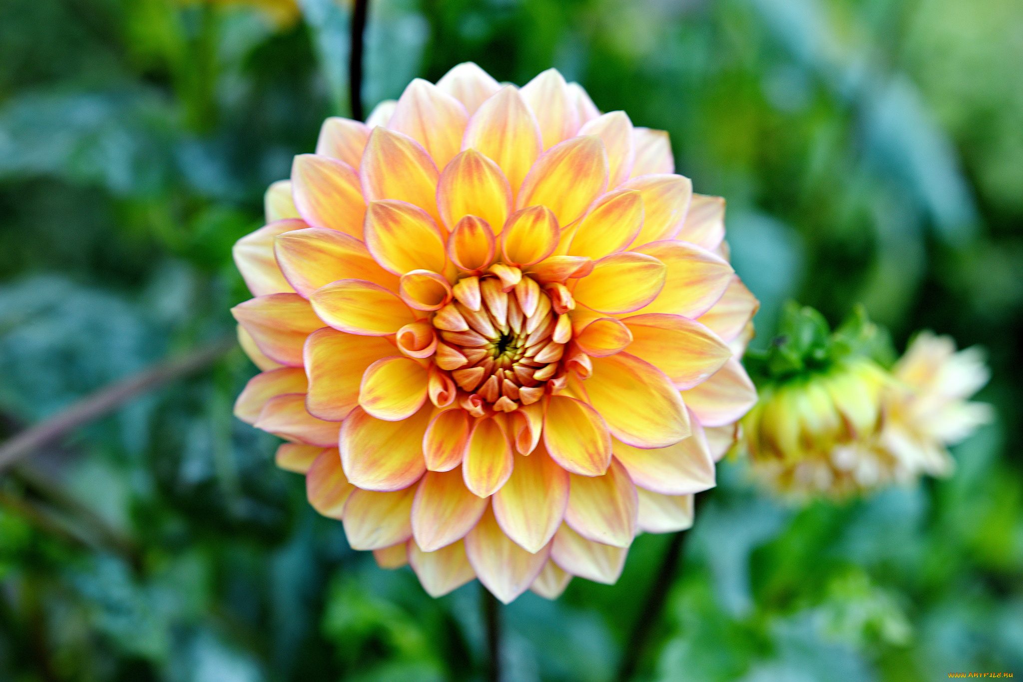 цветы, георгины, цветок