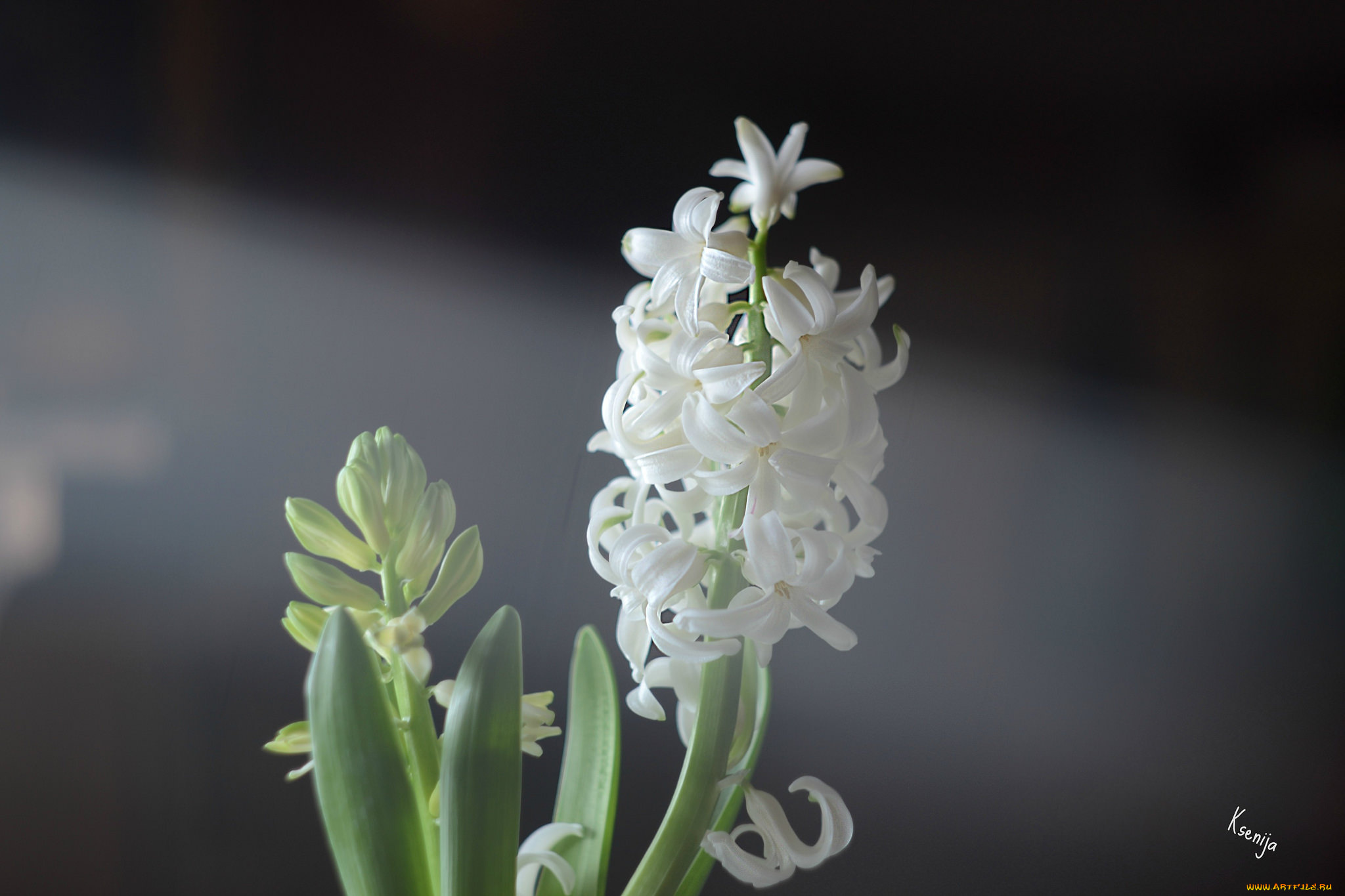 цветы, гиацинты, цветок, цветочки, белый, гиацинт