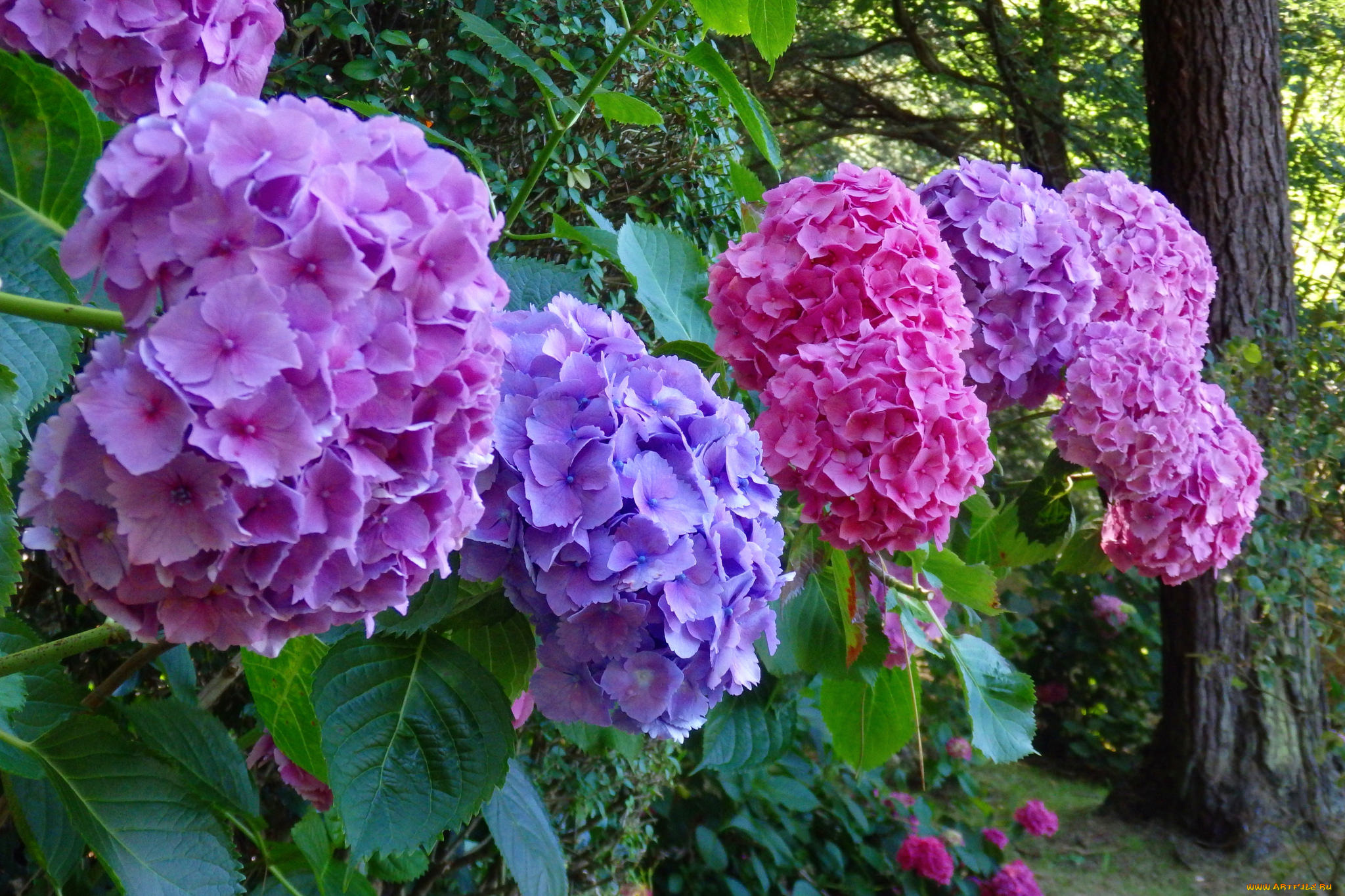 цветы, гортензия, цветок