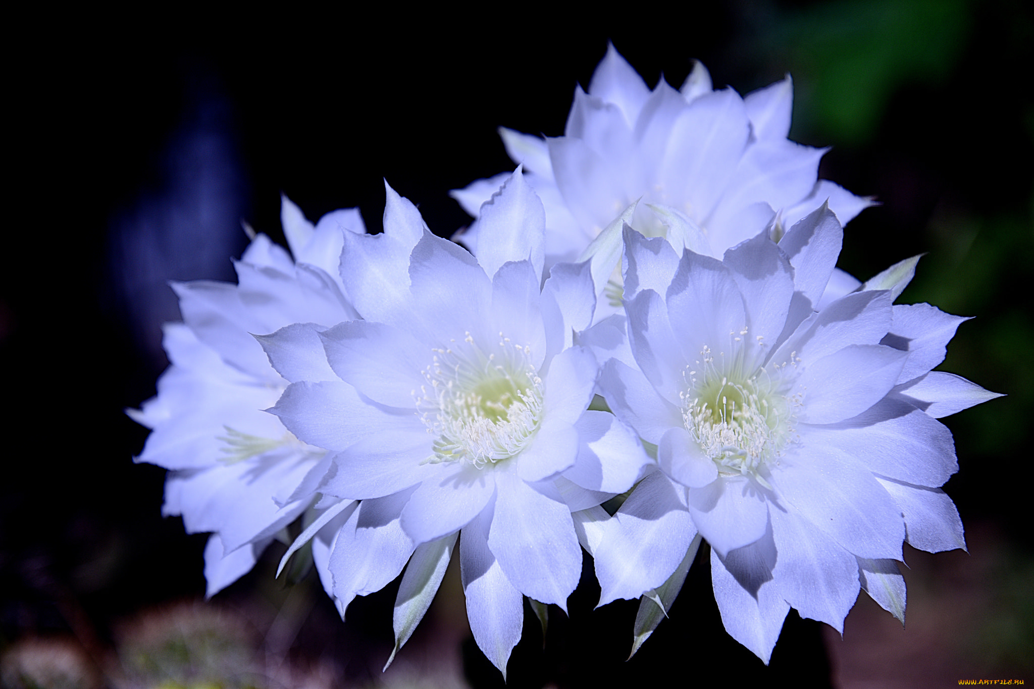 цветы, кактусы, цветок