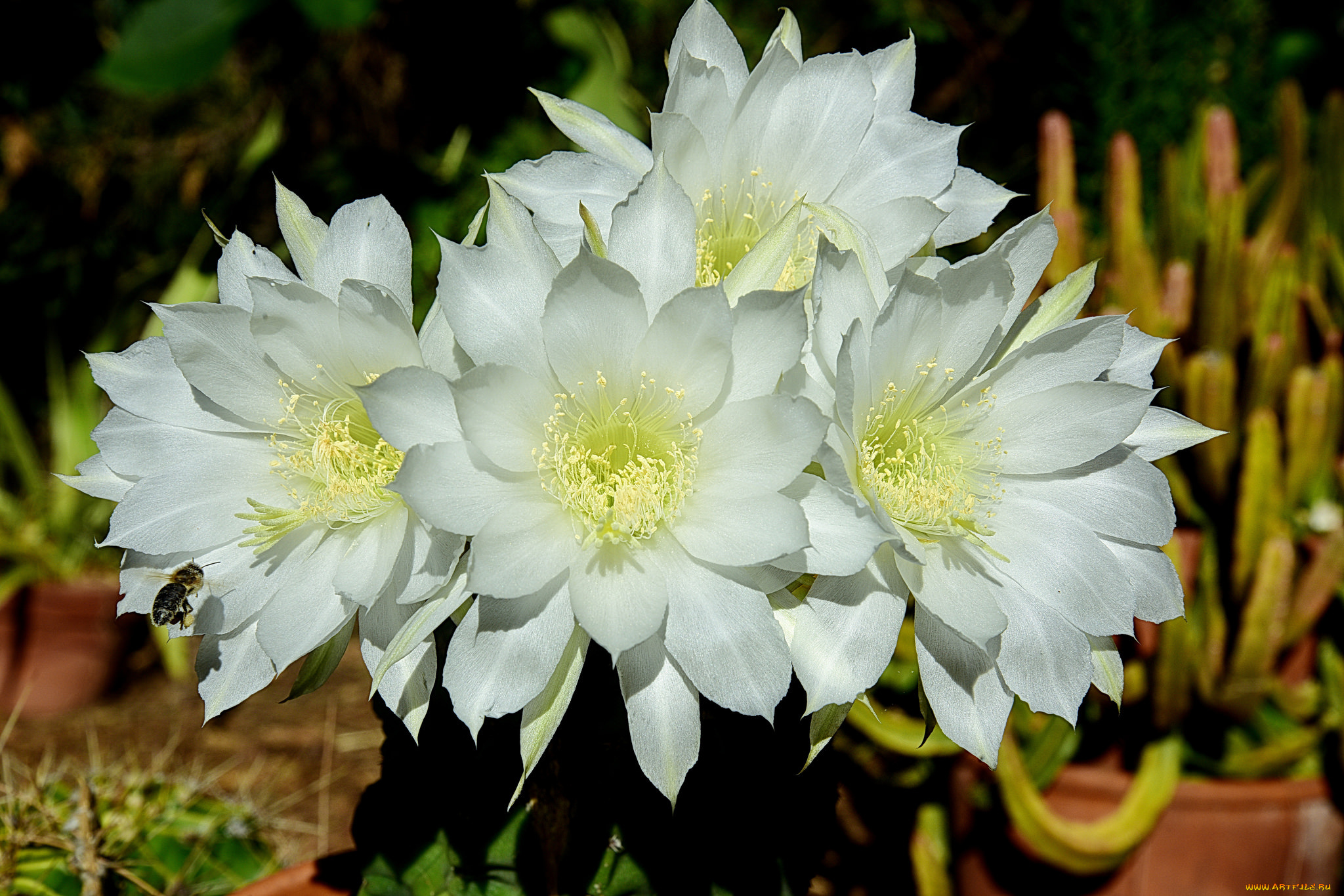 цветы, кактусы, цветок