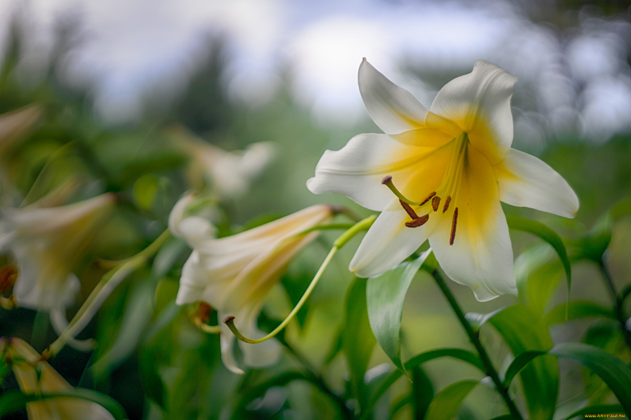 цветы, лилии, , лилейники, цветок