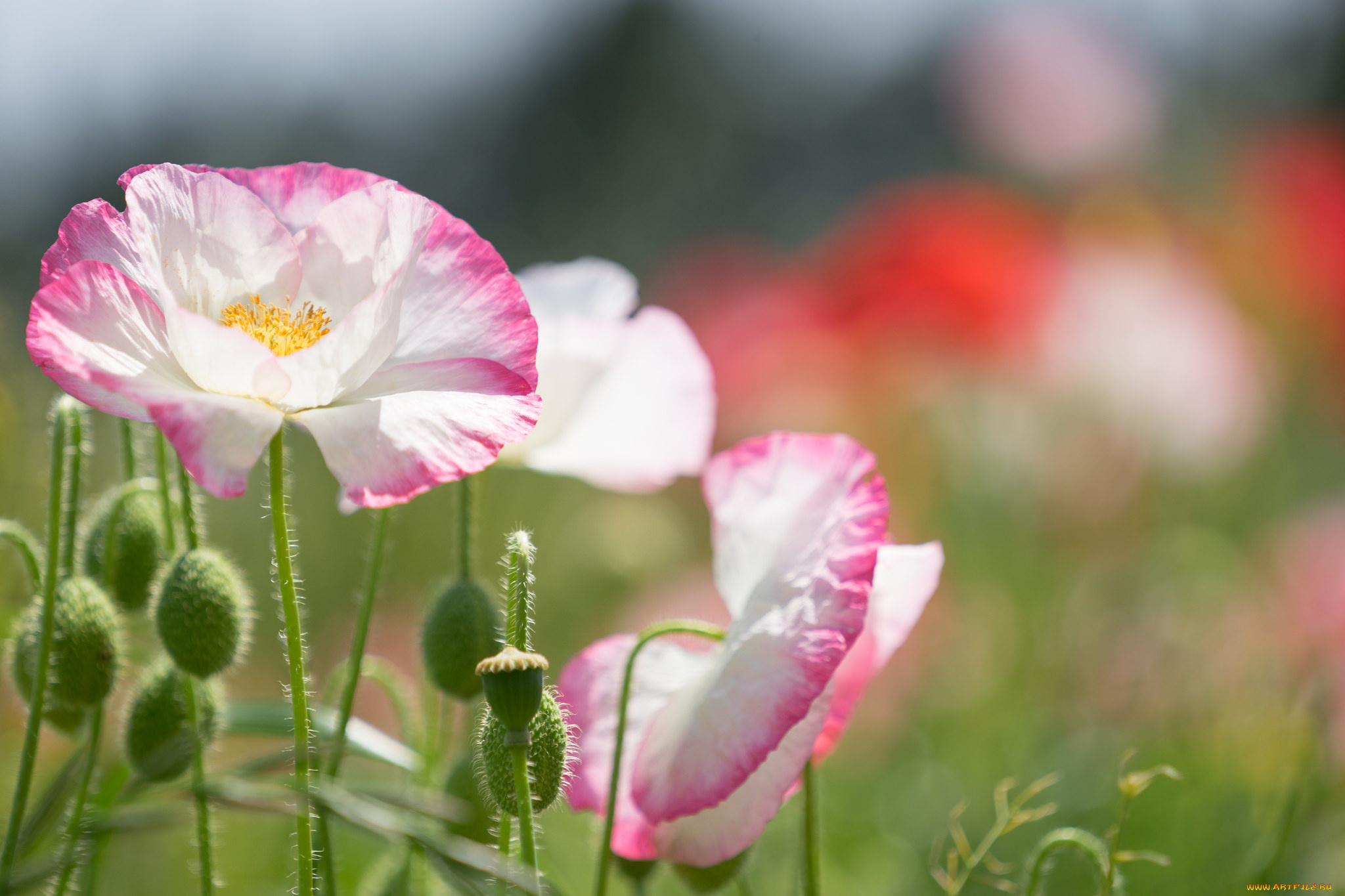 цветы, маки, цветение, мак
