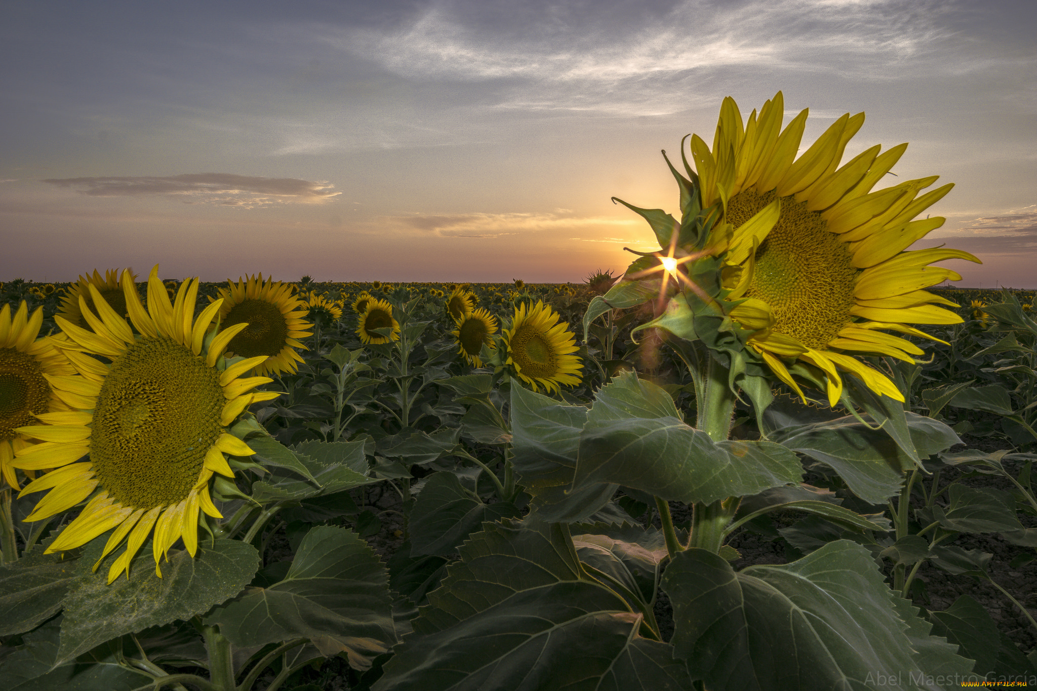 цветы, подсолнухи, цветок