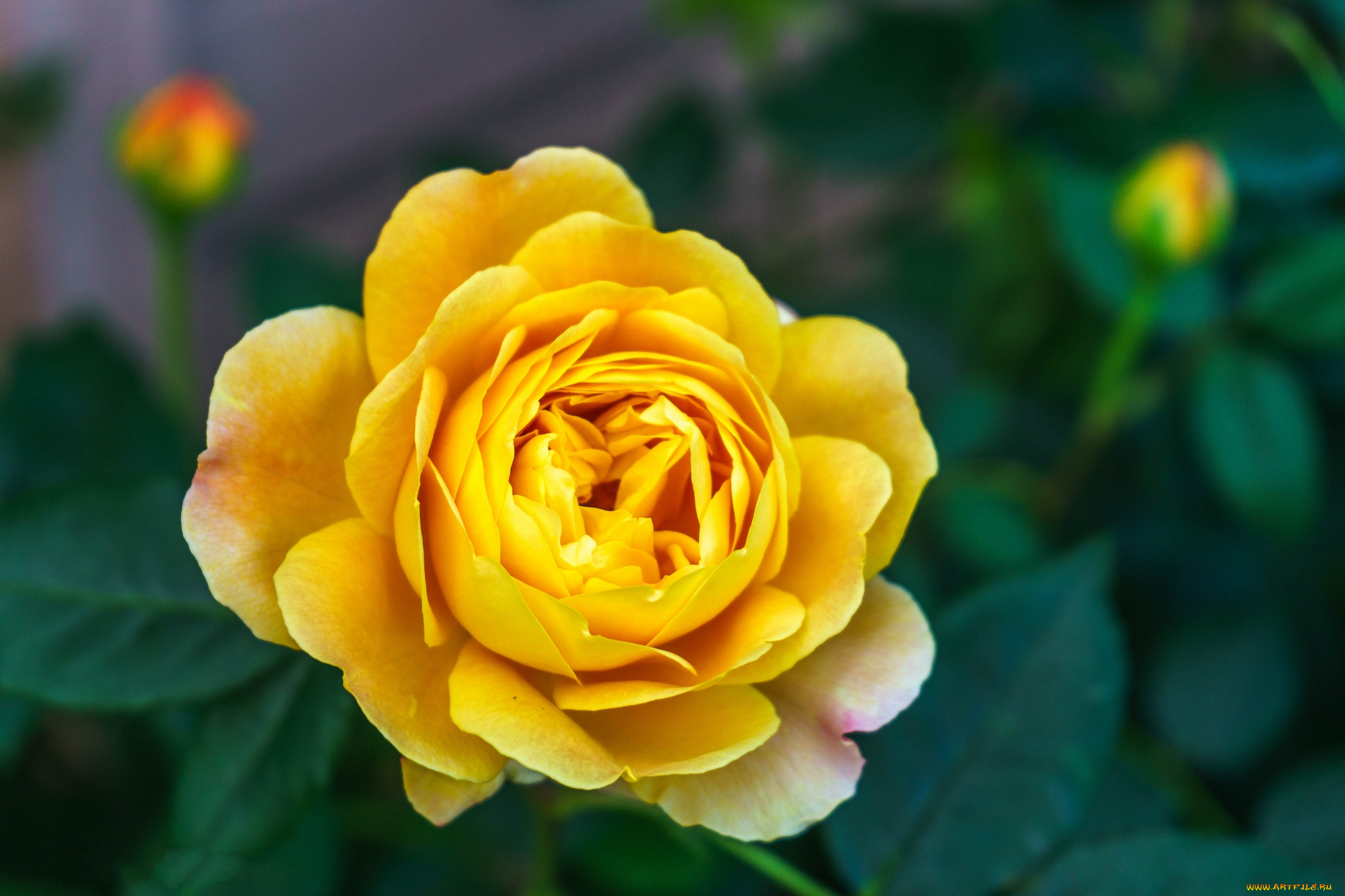 цветы, розы, цветок