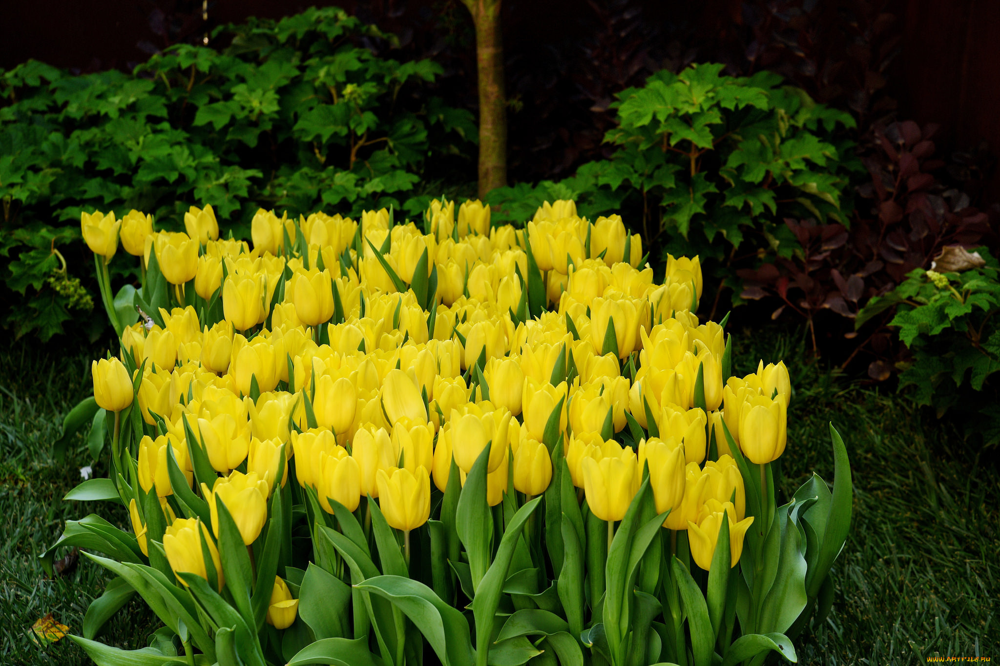 цветы, тюльпаны, цветок